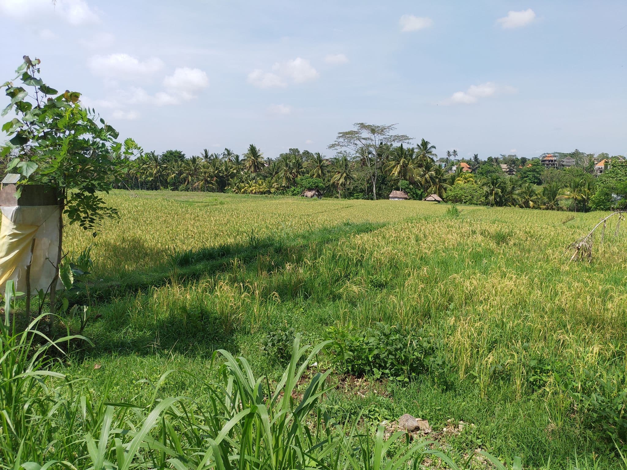 Street view near Raditya Villa Ubud - Deluxe Twin Room, Ubud