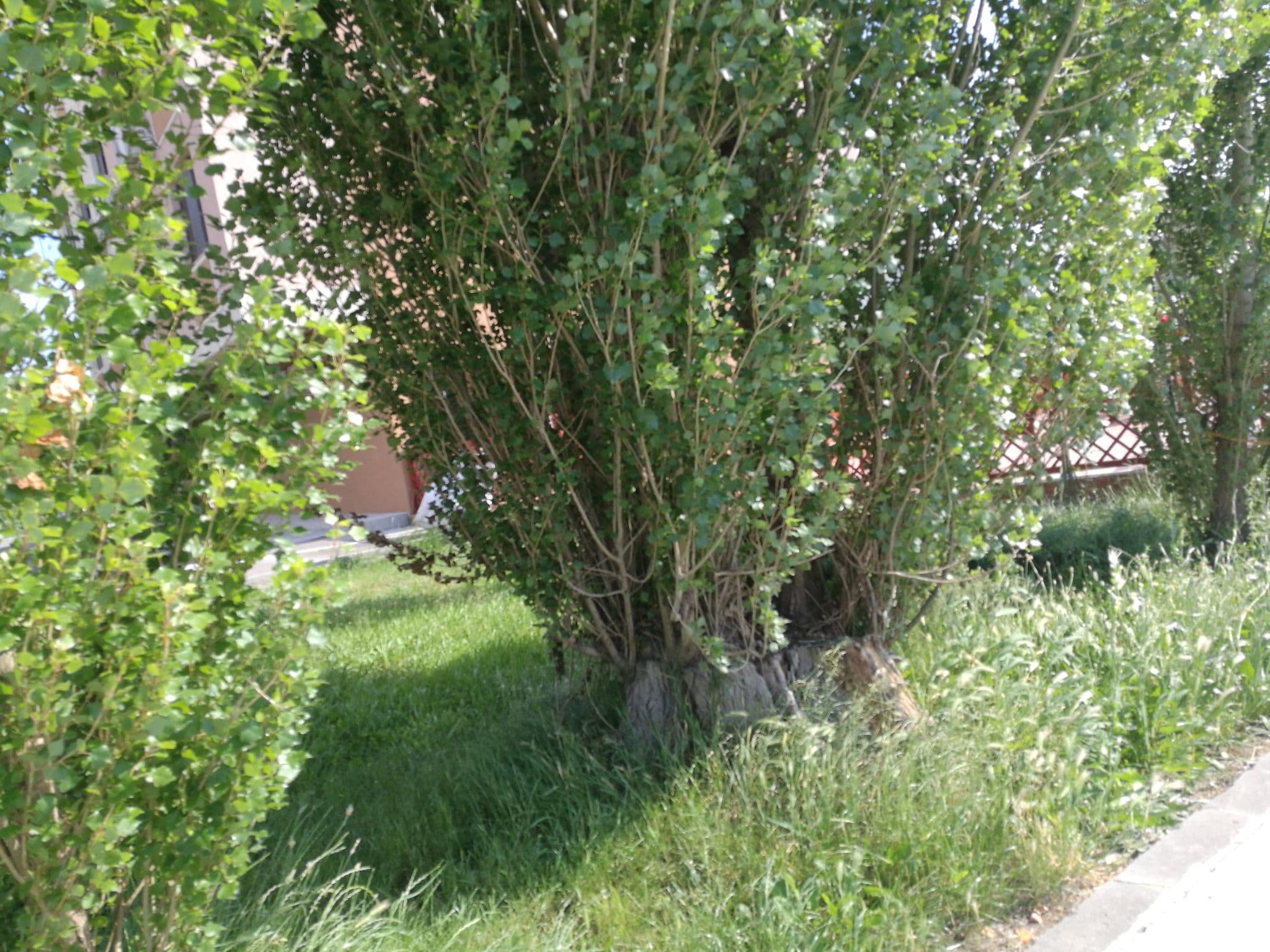 Street view near Hotel Mihaela, Palazu Mare