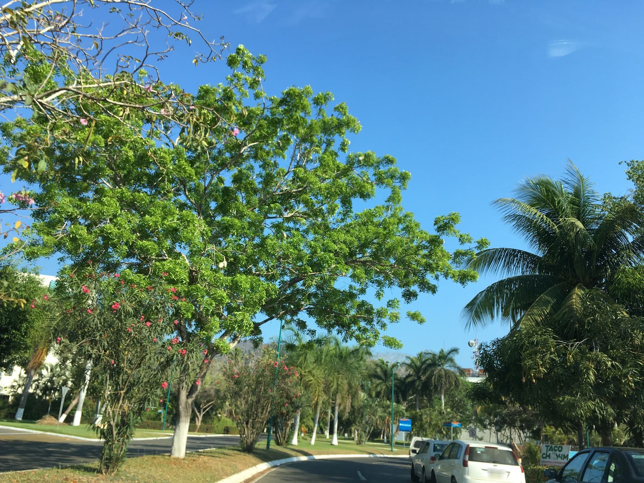 Street view near Hotel Puerta Del Mar, San José Ixtapa (Barrio Viejo) — © nicovargas (CC BY-SA · Mapillary)