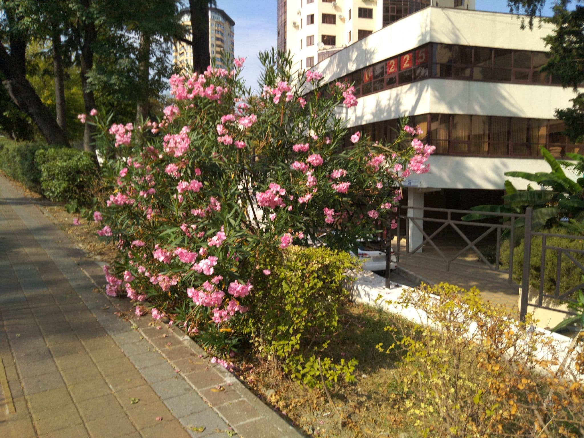 Street view near Гостиница Сокол, Sochi — © valeriazhygalin (CC BY-SA · Mapillary)