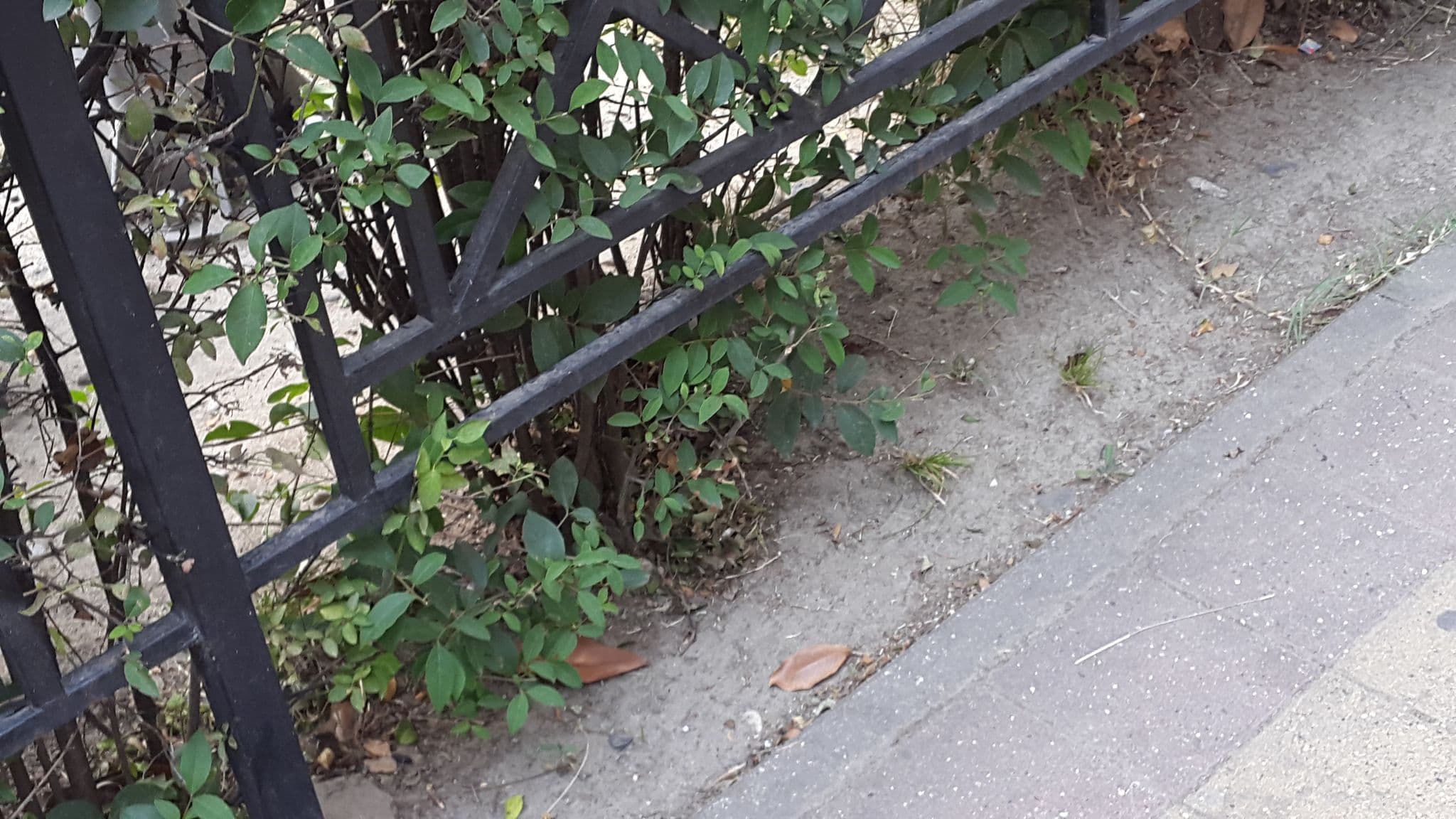 Street view near мирит, Sochi — © akram2454 (CC BY-SA · Mapillary)