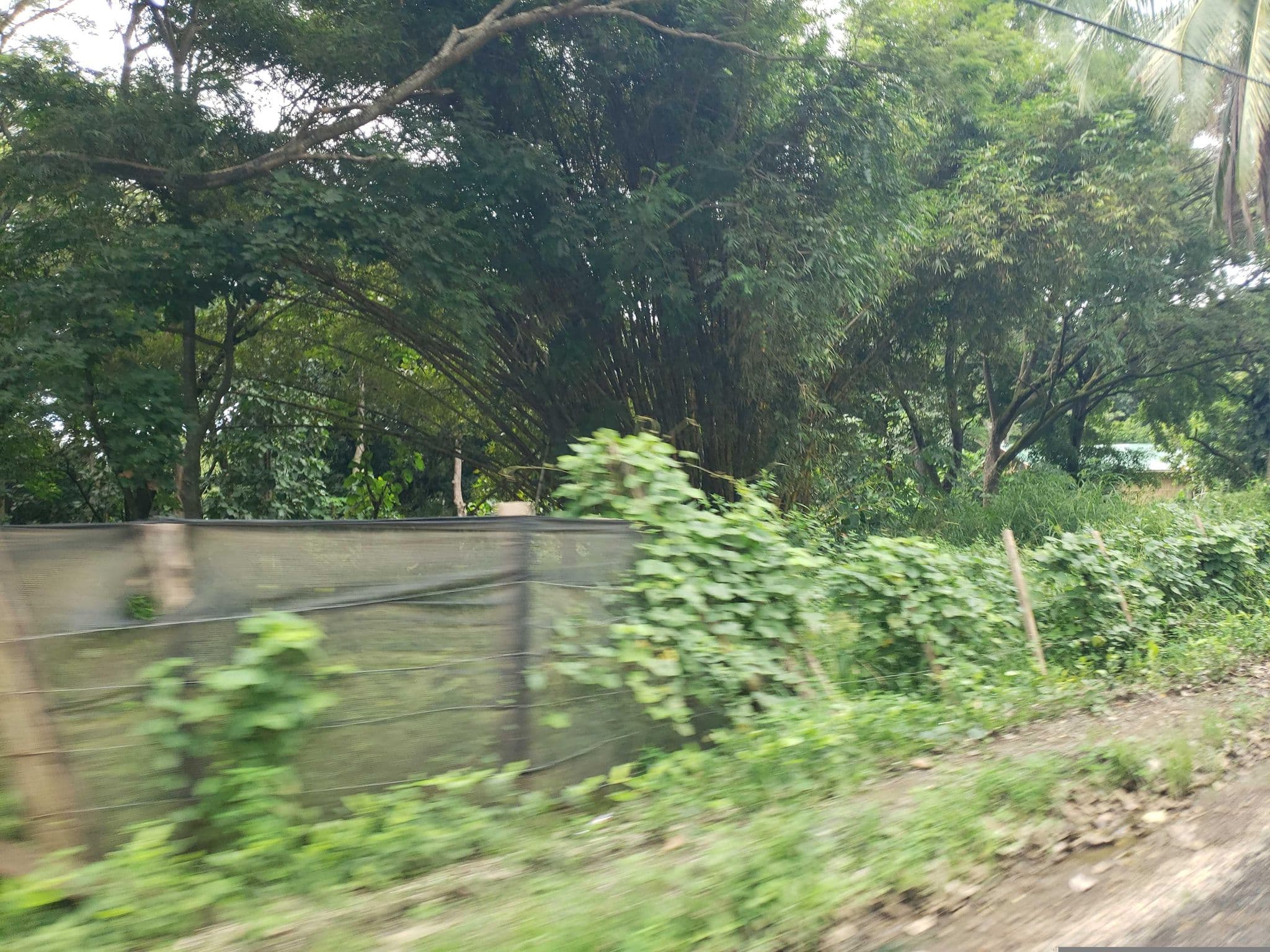 Street view near Salty Pelican Inn & Pub, Sámara — © mapfool (CC BY-SA · Mapillary)