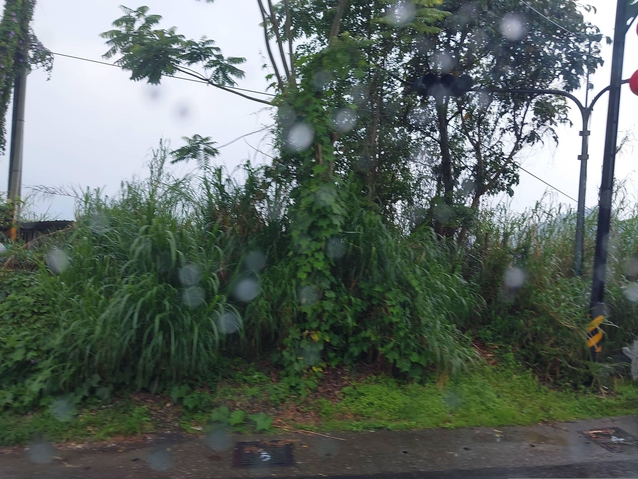Street view near 京岄山居, Chiayi City — © ChenJJ (CC BY-SA · Mapillary)