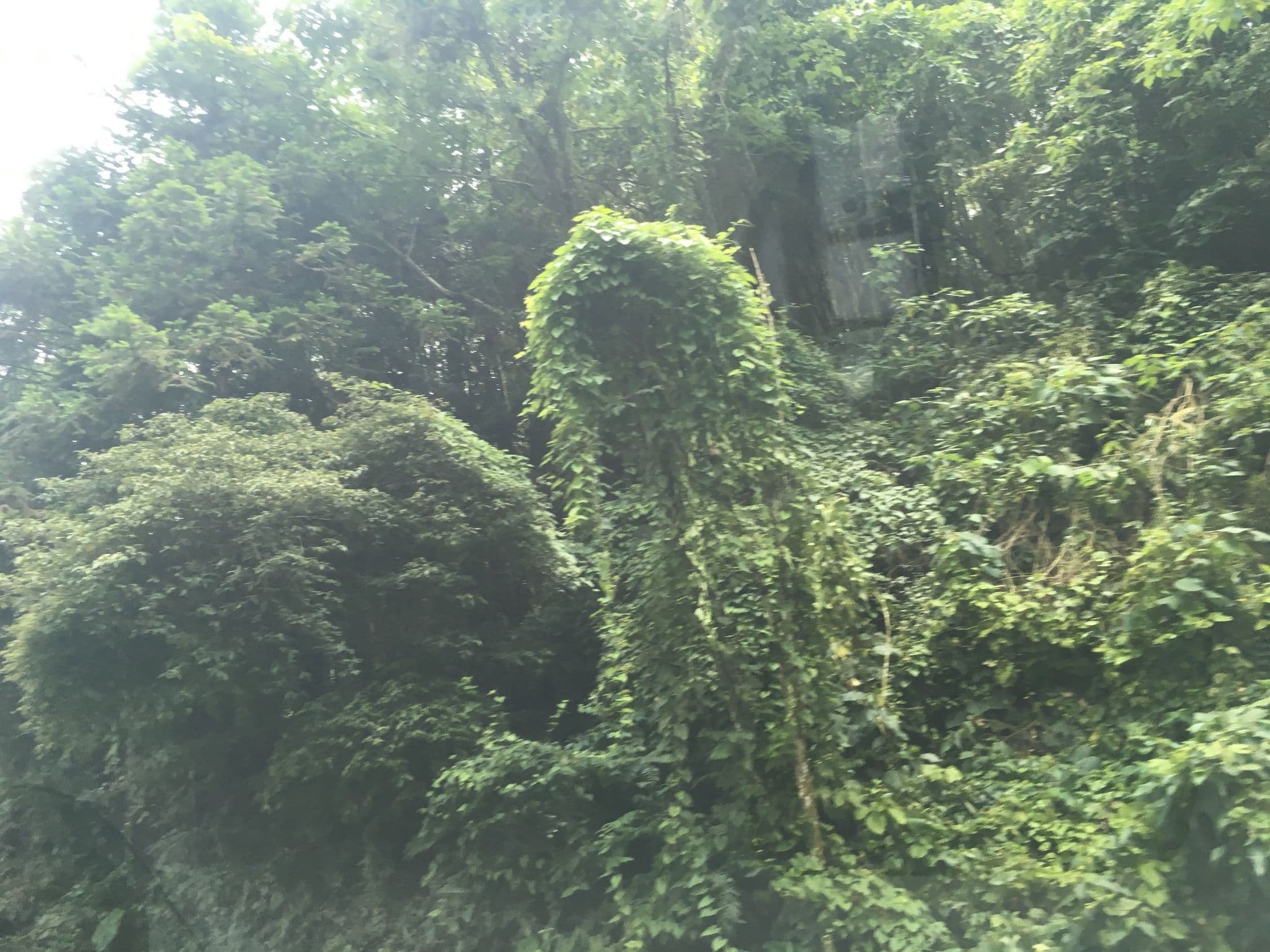 Street view near 野薑花民宿, Lugu — © pty11111 (CC BY-SA · Mapillary)