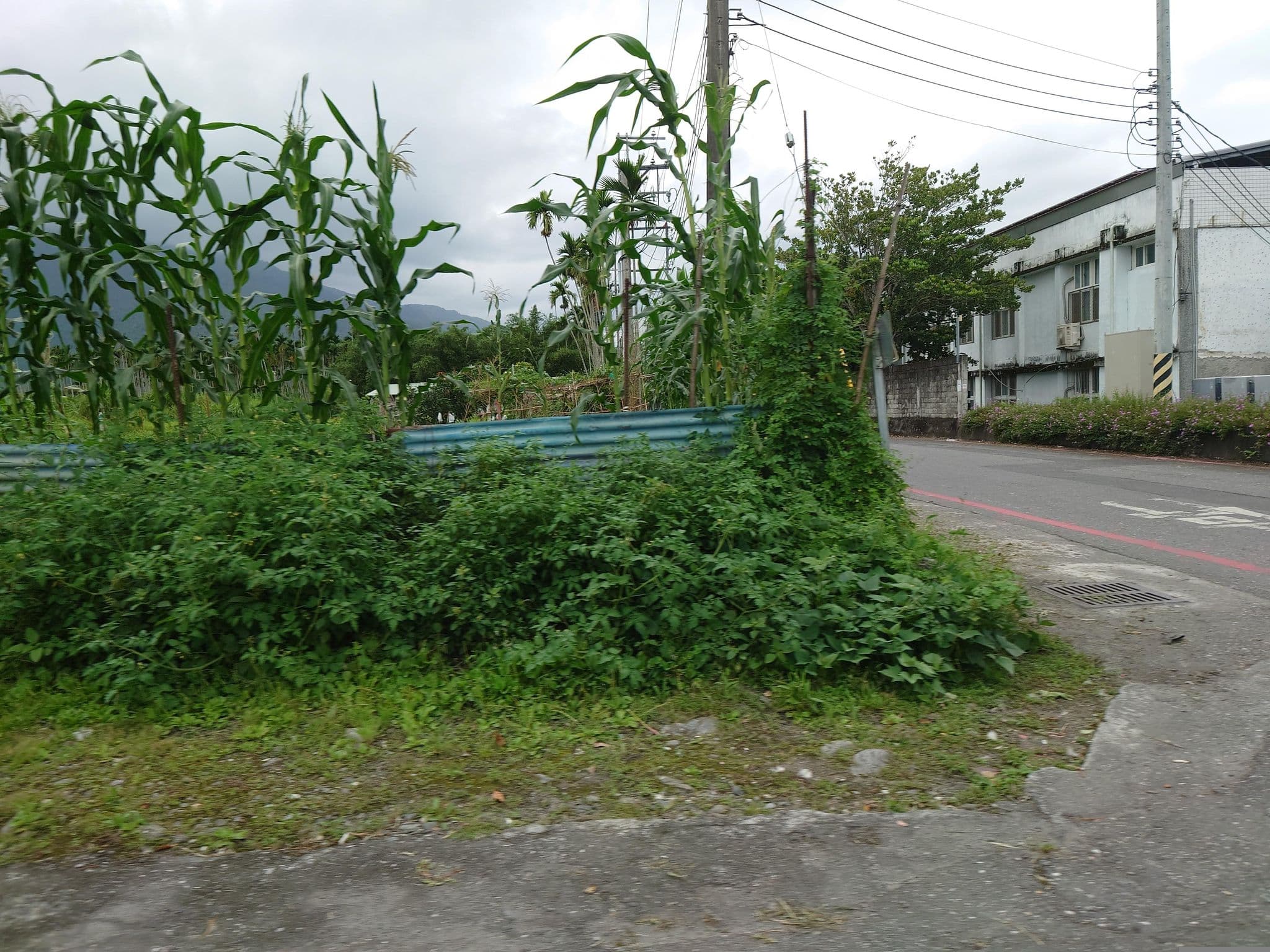 Street view near 瑞穗邦札民宿, Chishang — © alllenwang (CC BY-SA · Mapillary)