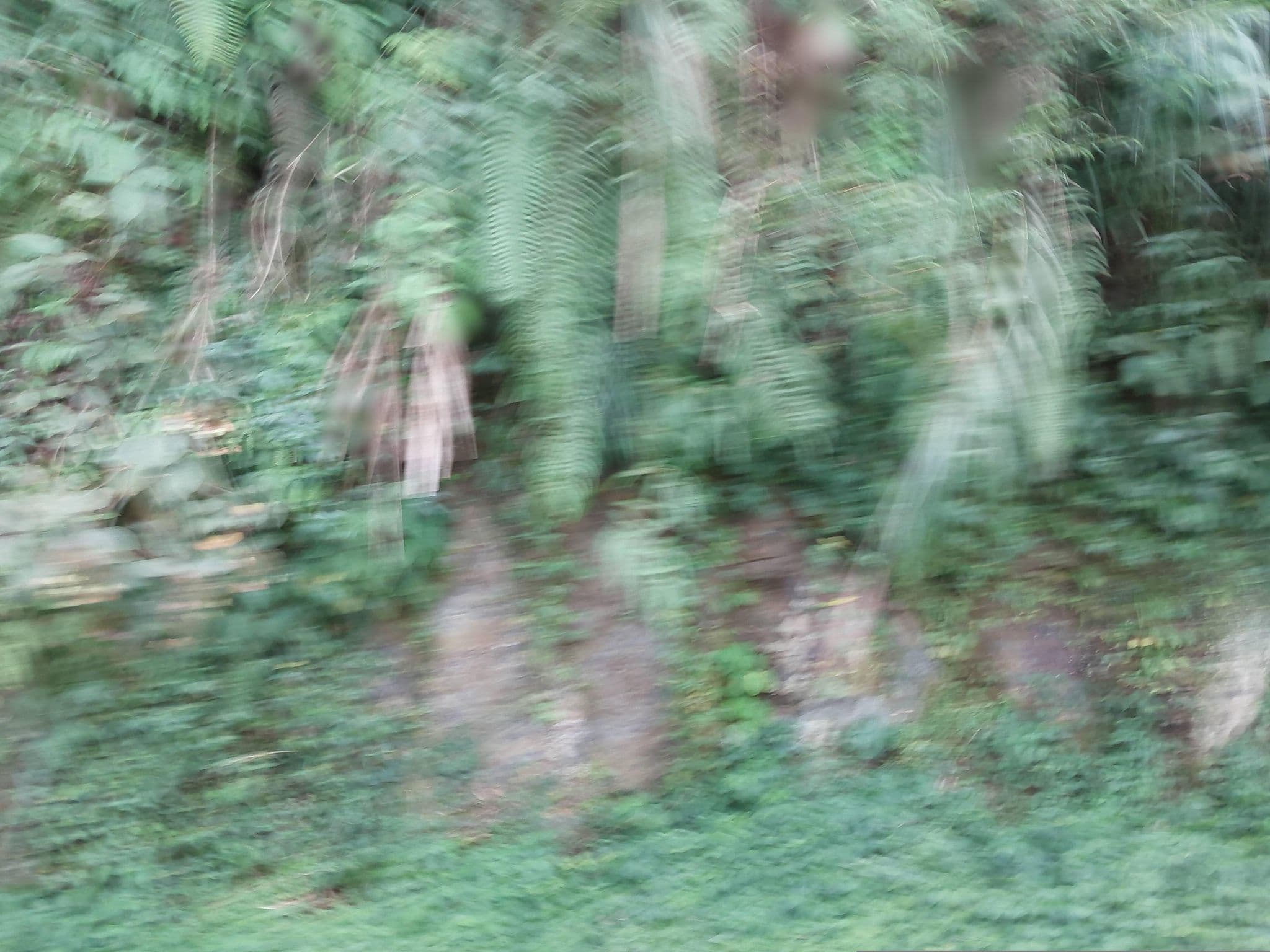 Street view near 林溪民宿, Lugu — © ChenJJ (CC BY-SA · Mapillary)