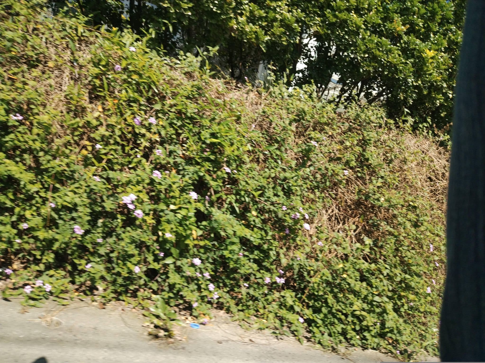 Street view near 啄雲啖綠 - 埔里溜滑梯親子民宿, Puli — © adsa562 (CC BY-SA · Mapillary)