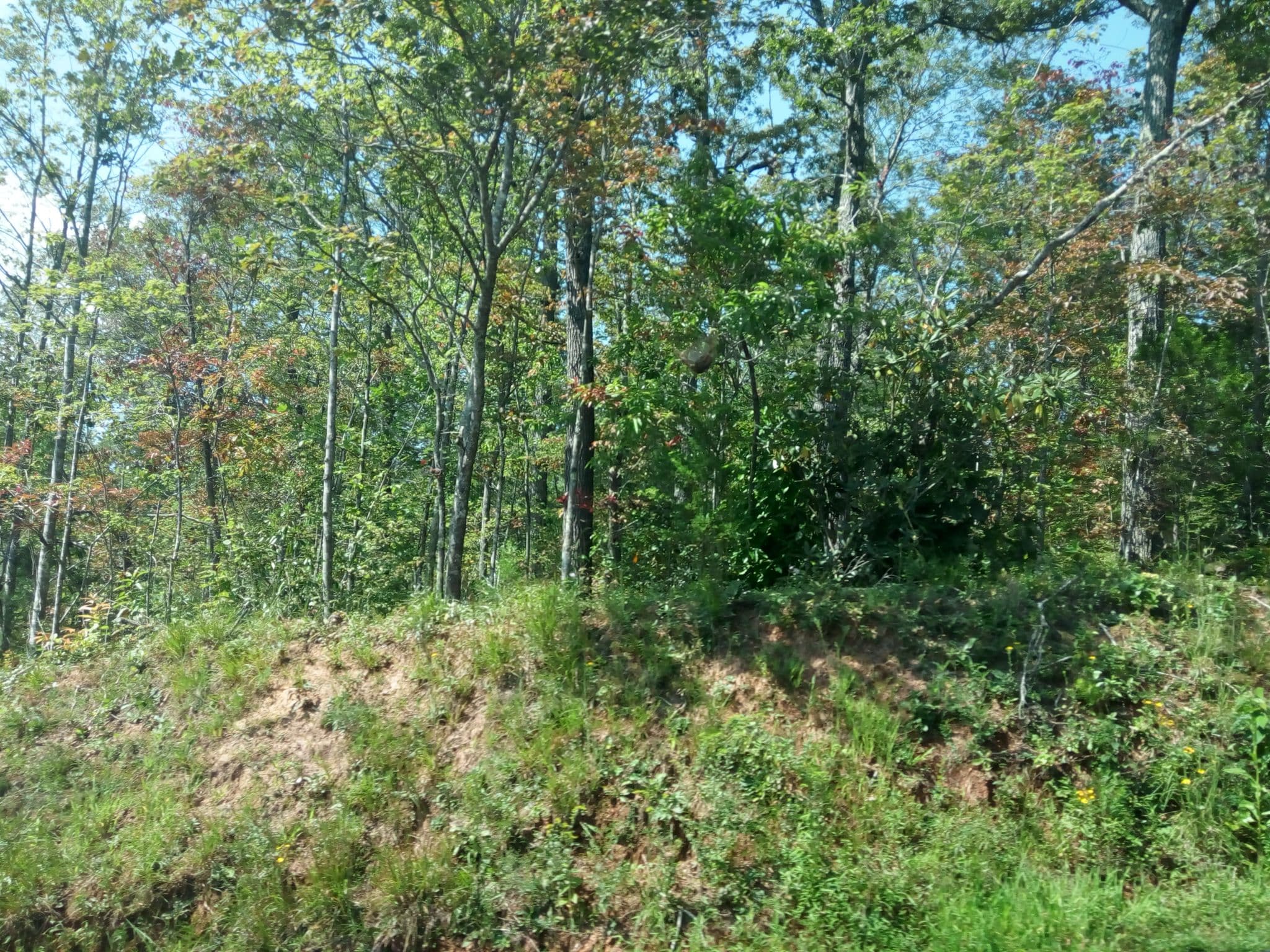 Street view near Stabbin Cabin, Gatlinburg — © mapfool (CC BY-SA · Mapillary)