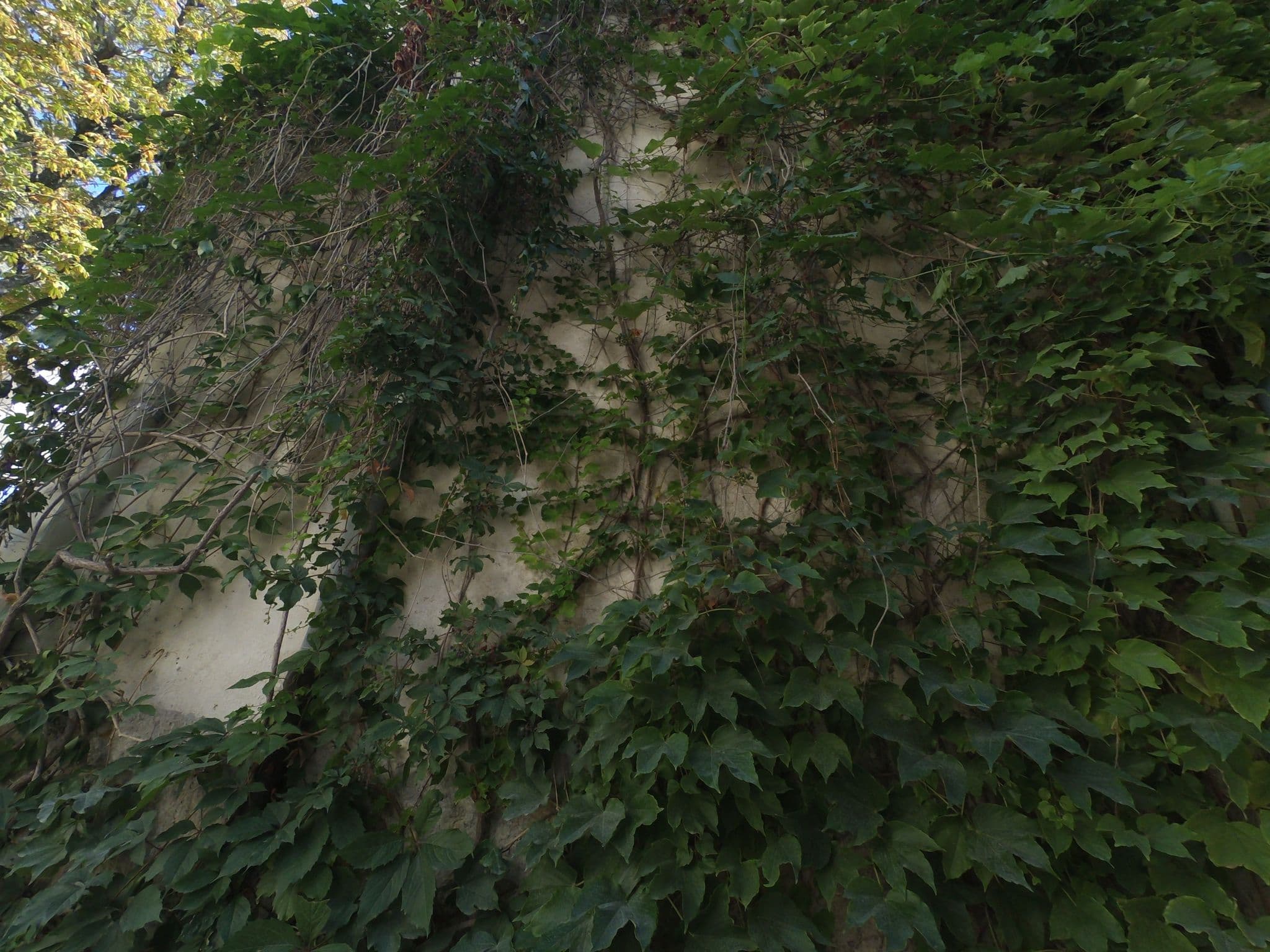 Street view near les maisons d'Hortense, Saint-Rémy-de-Provence — © balooval (CC BY-SA · Mapillary)