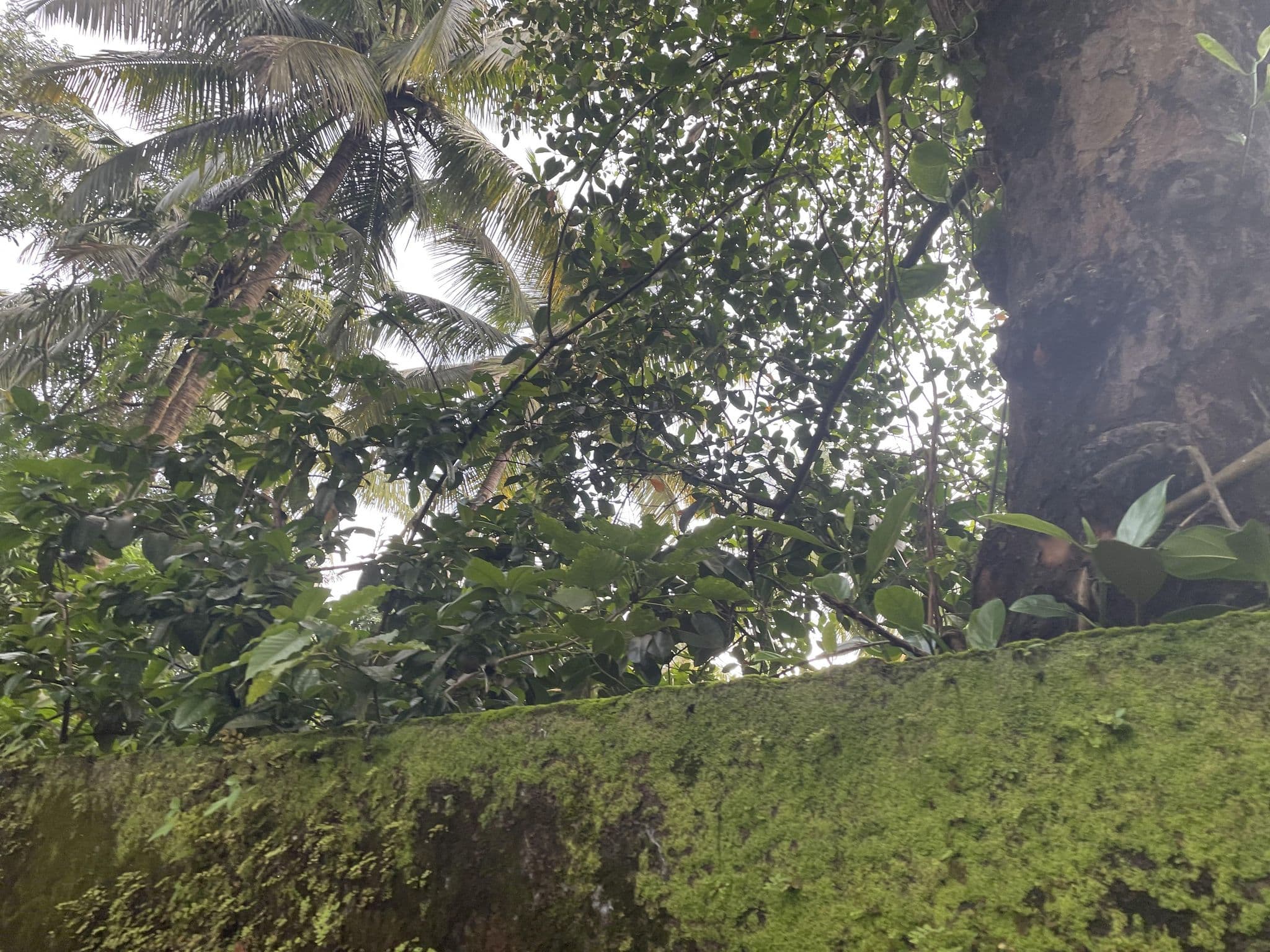 Street view near The Happy Dervish Goa, Anjuna — © mapsy (CC BY-SA · Mapillary)