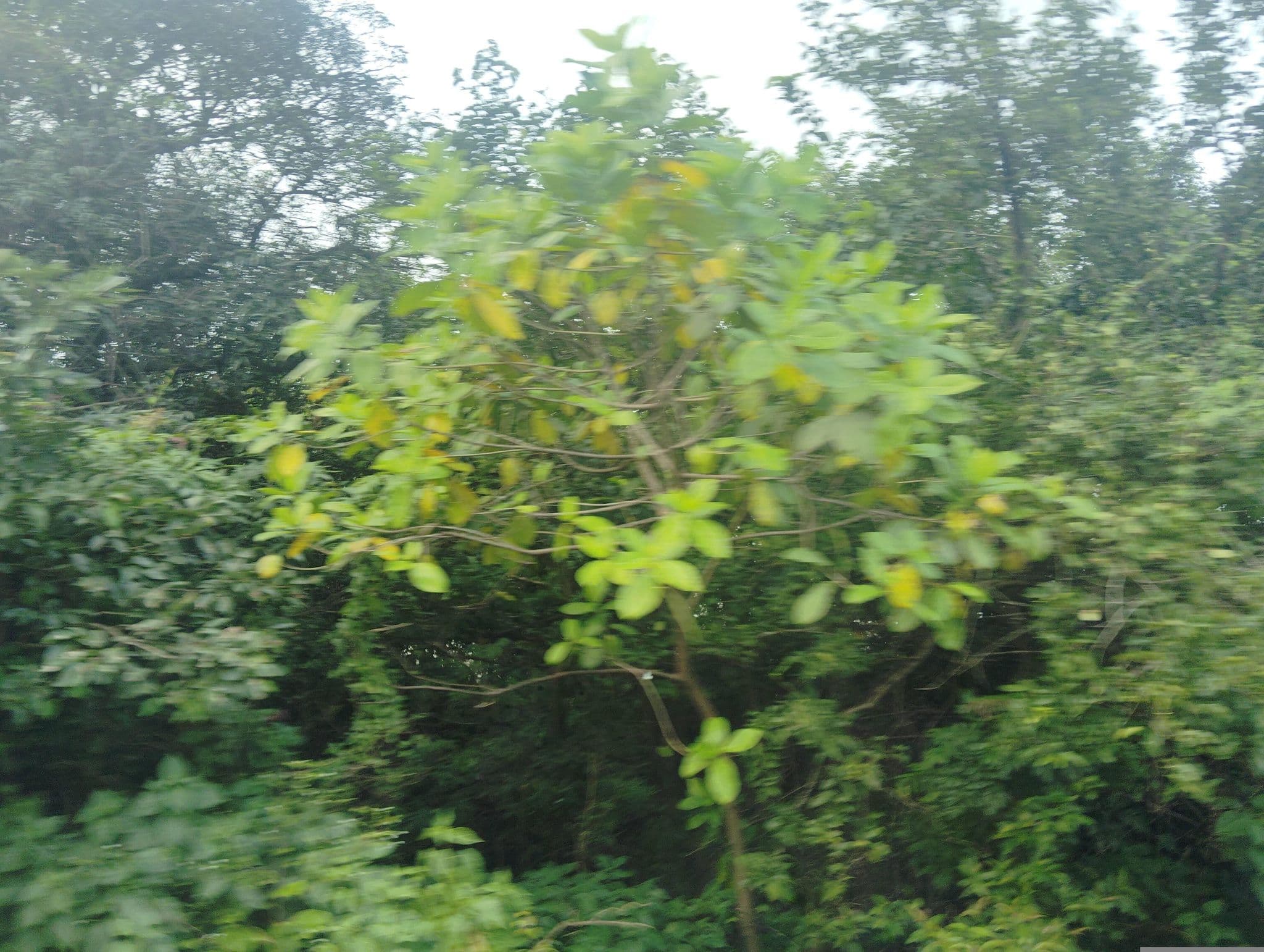 Street view near Nevino, Lonavla — © arn1291 (CC BY-SA · Mapillary)