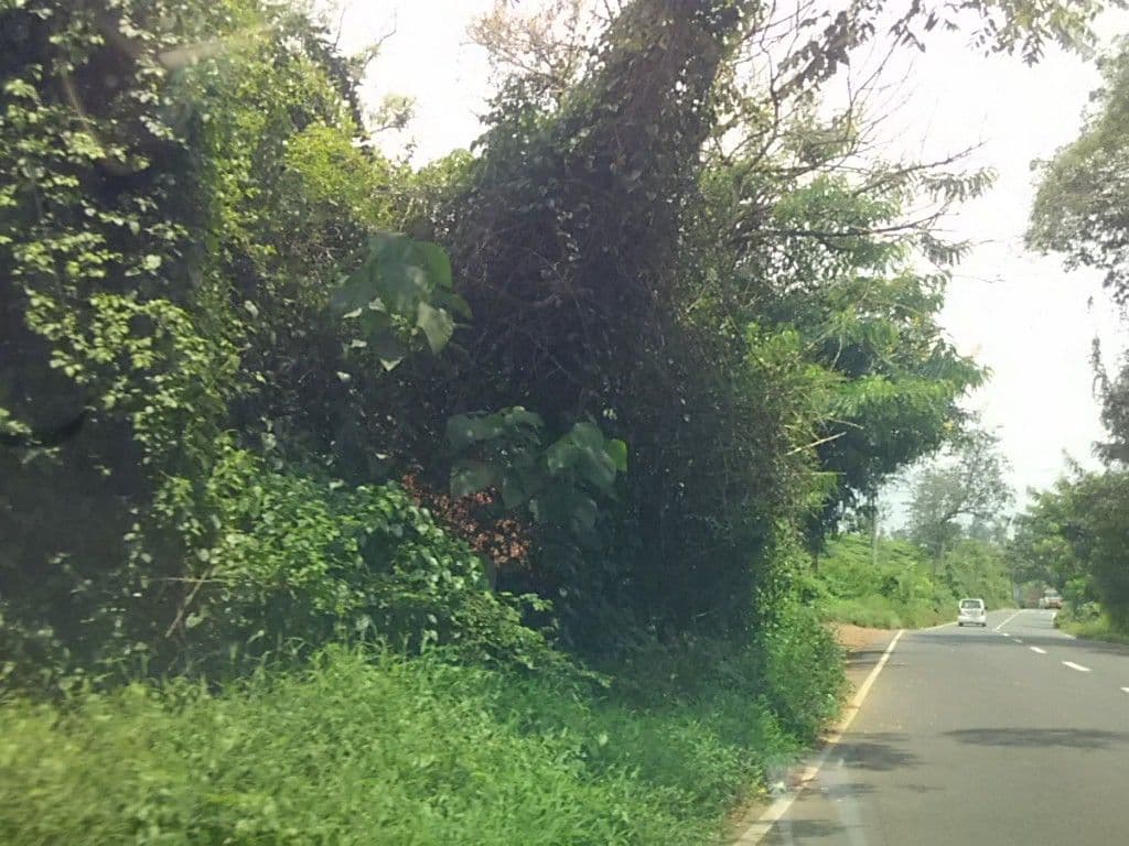 Street view near Vythiri Village Resorts, Kalpatta — © sunish (CC BY-SA · Mapillary)