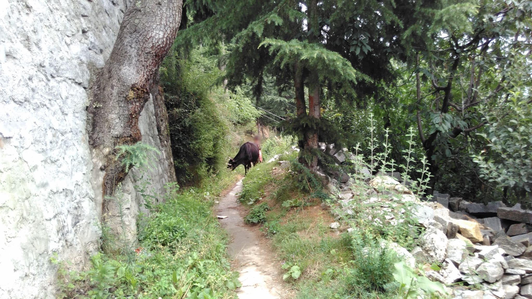 Street view near Gezellig Inn Vardhan Hills, Kulu — © lto (CC BY-SA · Mapillary)