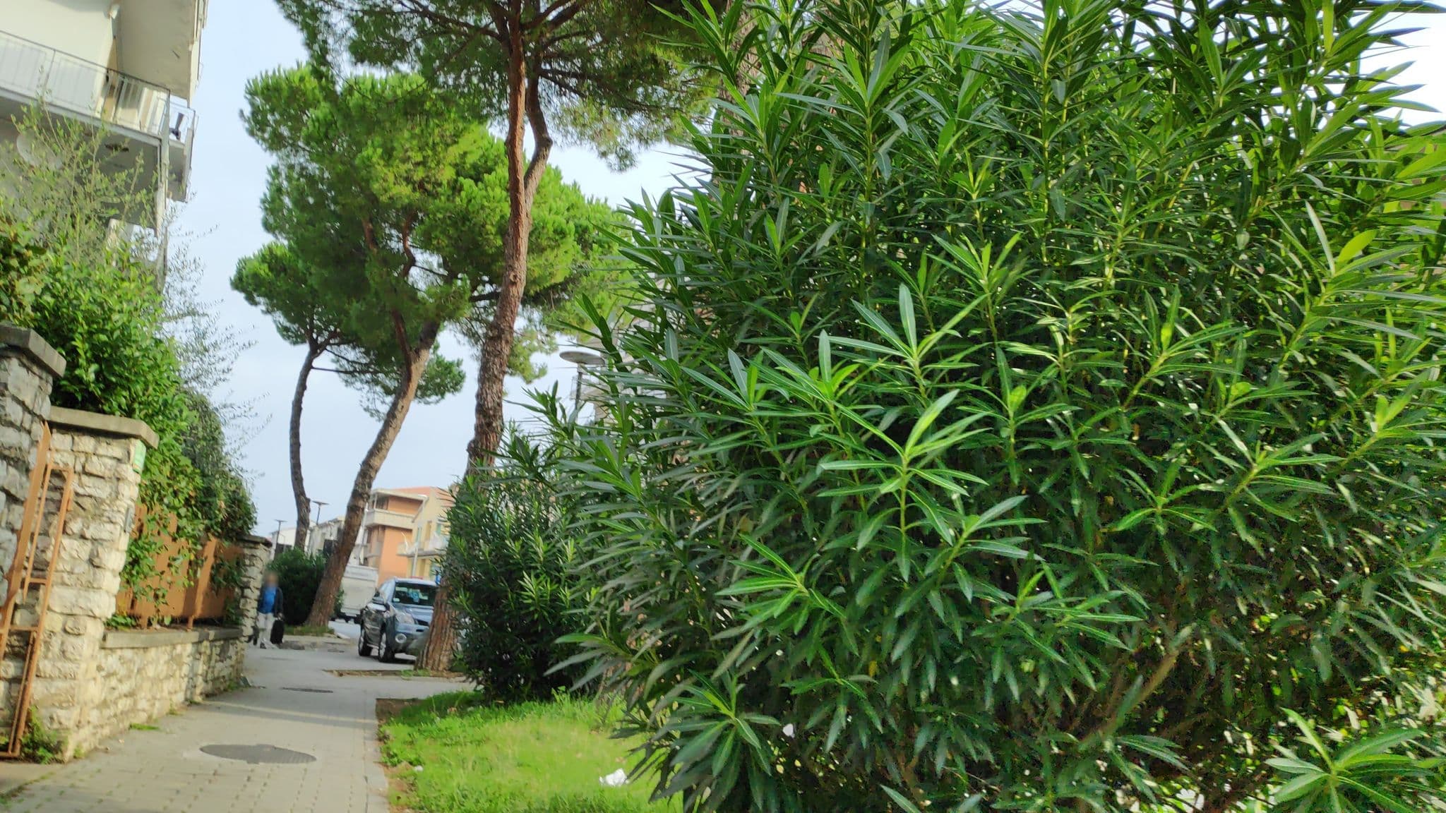 Street view near B&B Pisaland, Pisa — © dkocich (CC BY-SA · Mapillary)