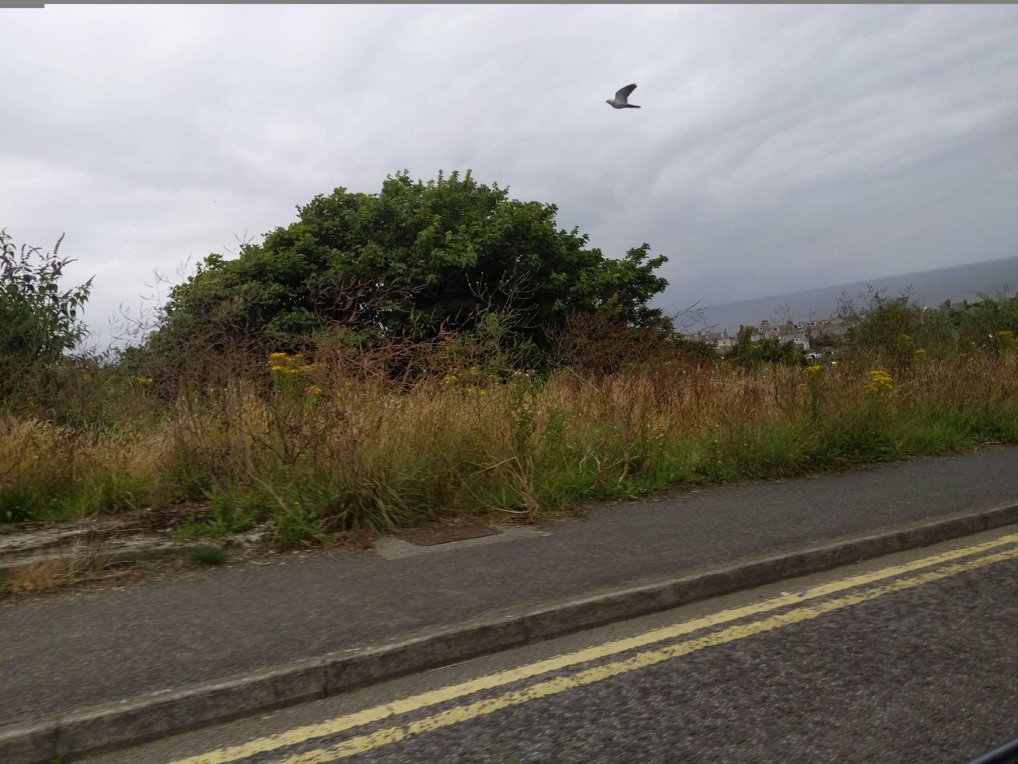 Street view near Taranaki, St Ives — © WaggyDog (CC BY-SA · Mapillary)