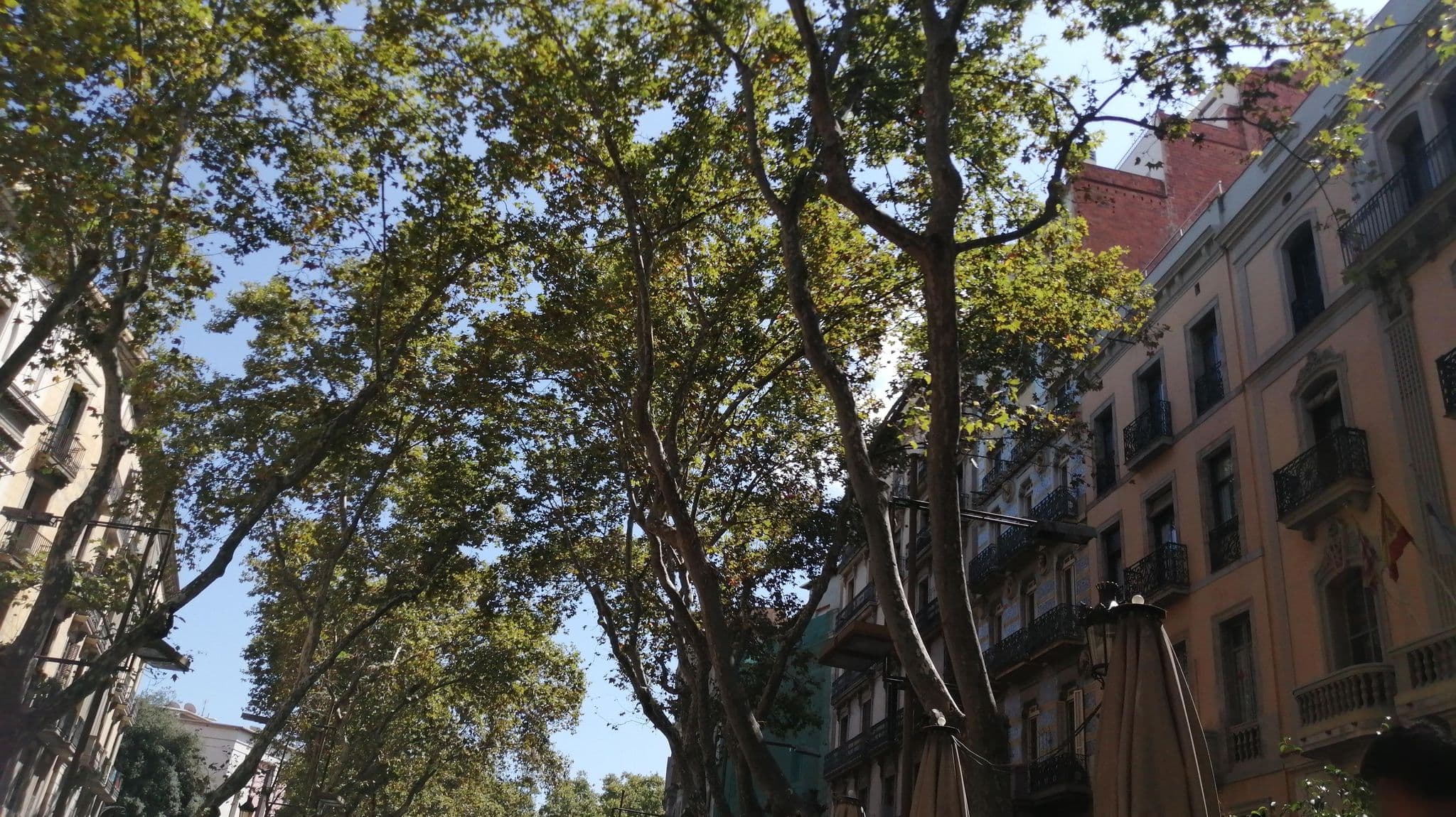 Street view near Pension Cordoba, Ciutat Vella — © alememex (CC BY-SA · Mapillary)