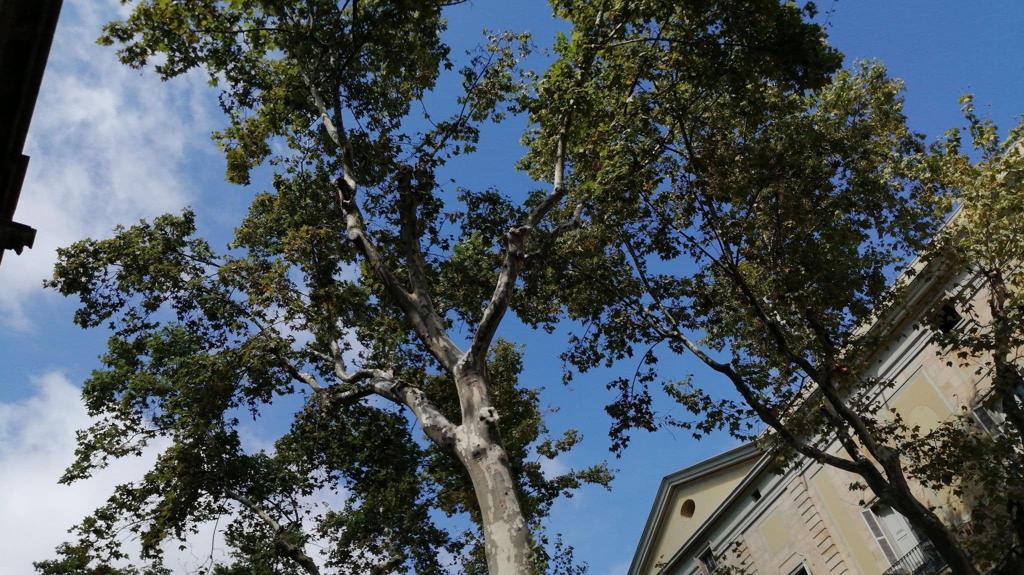 Street view near Ramblas Liceu, Ciutat Vella — © alememex (CC BY-SA · Mapillary)