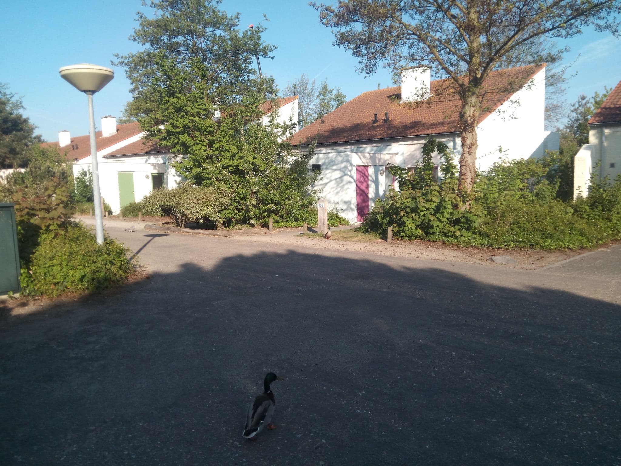 Street view near Cottage 420, Scharendijke — © titus (CC BY-SA · Mapillary)