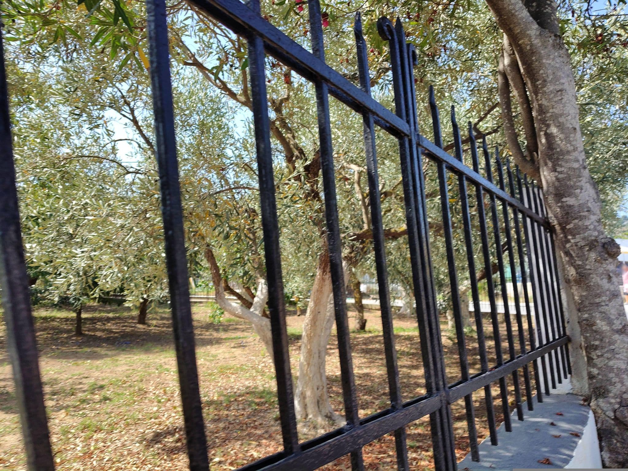 Street view near episkopi pansion, Skópelos — © majovajo (CC BY-SA · Mapillary)