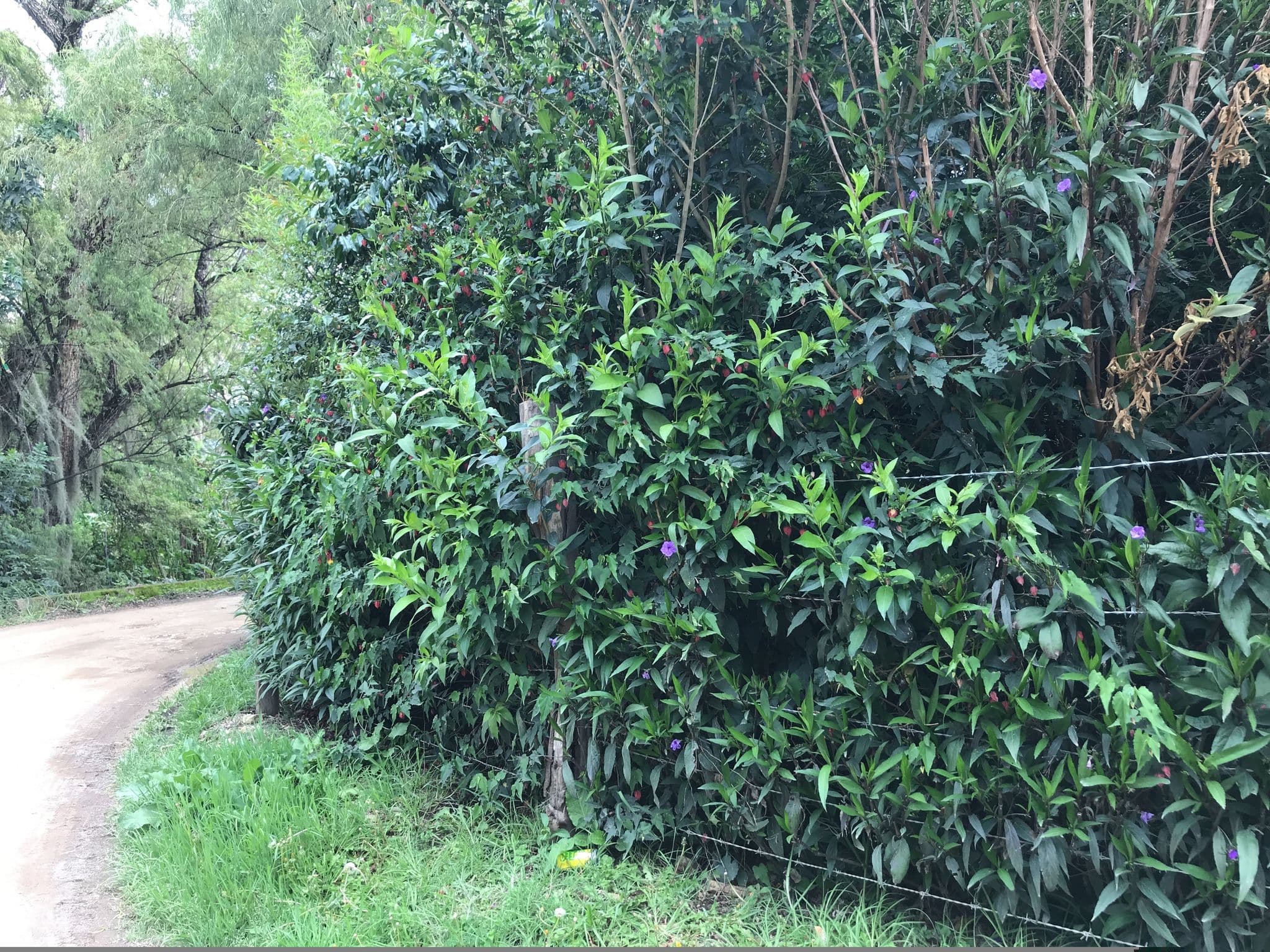 Street view near Hotel Casa Antares, Villa de Leyva — © ejegg (CC BY-SA · Mapillary)