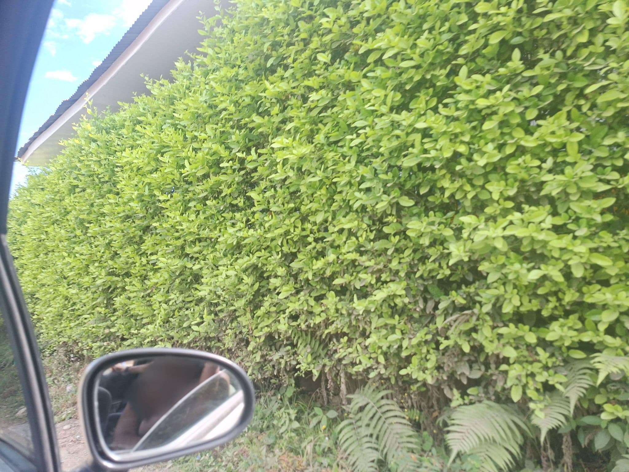 Street view near Campestre Villa Valentina, Montenegro — © Mariacamila (CC BY-SA · Mapillary)