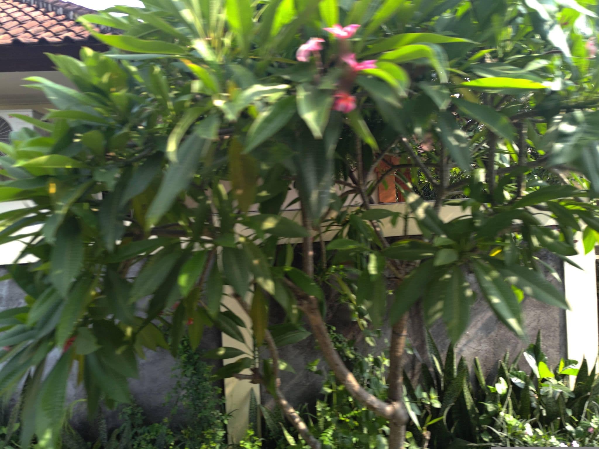 Street view near 7Bidadari, Legian — © FotoPeta (CC BY-SA · Mapillary)