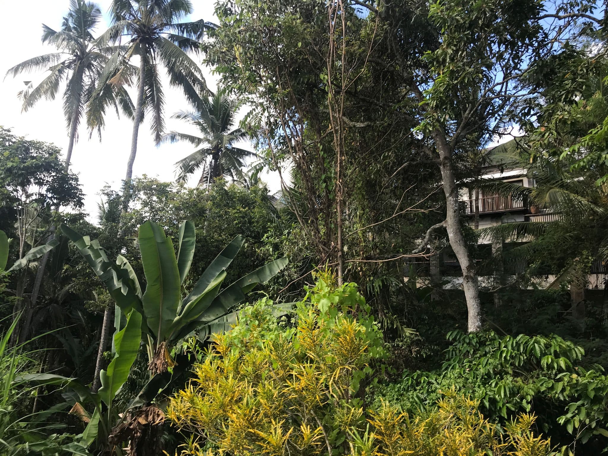 Street view near Villa Bodhi Bali, Ubud — © alekseyrm (CC BY-SA · Mapillary)