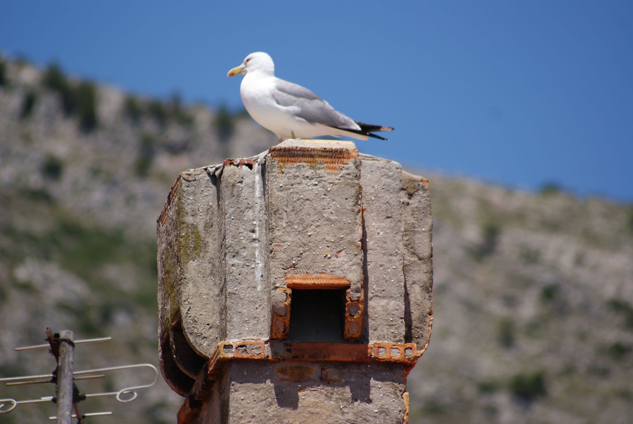 Street view near Alberto Apartments, Dubrovnik — © allefm (CC BY-SA · Mapillary)
