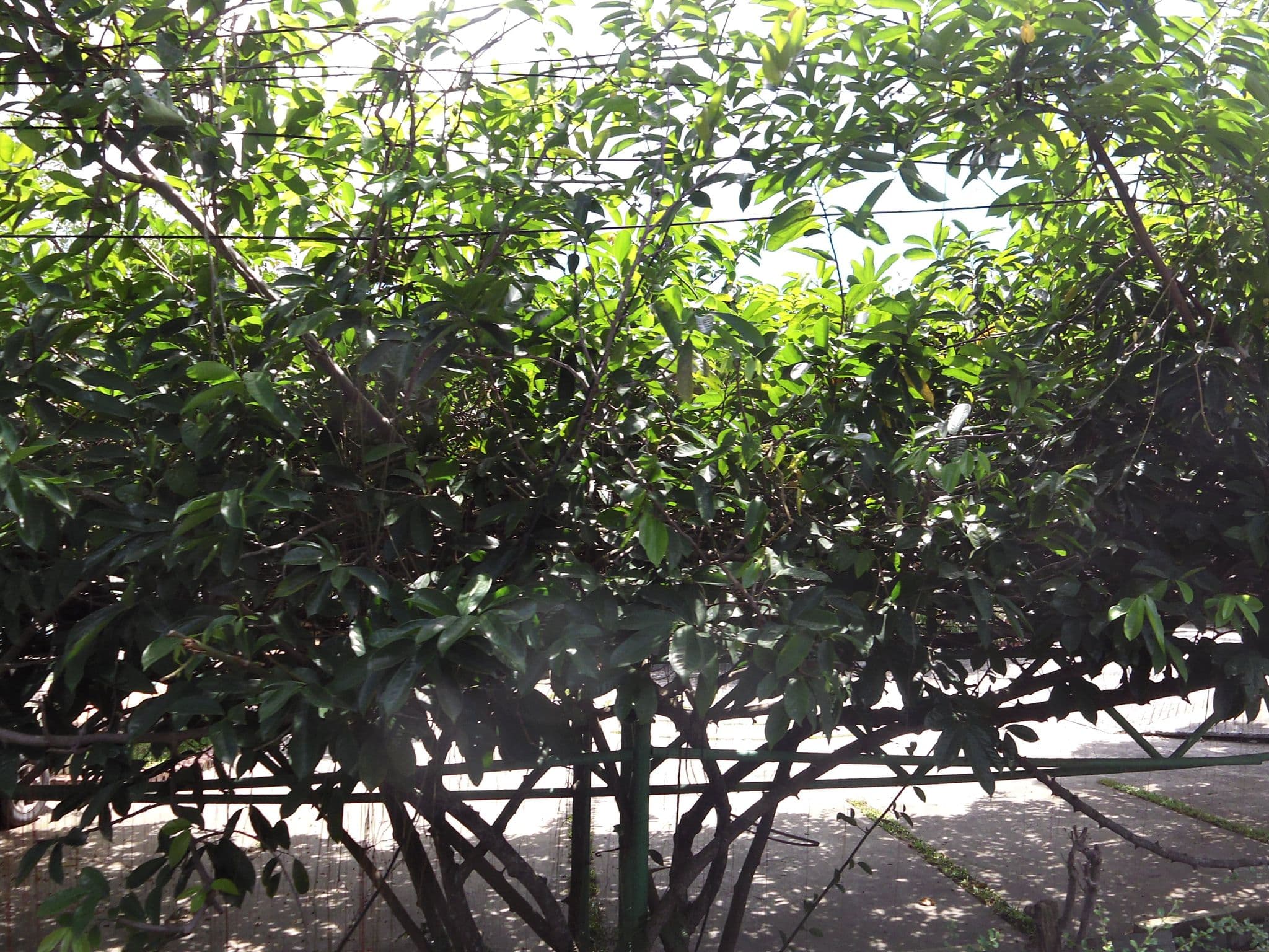Street view near 7inn, Ban Chalong — © skillsy (CC BY-SA · Mapillary)