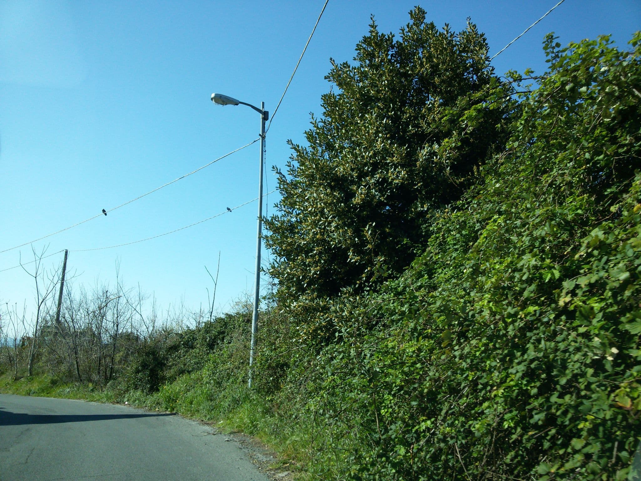 Street view near Villetta Bisio, Genoa — © ale_zena_it (CC BY-SA · Mapillary)