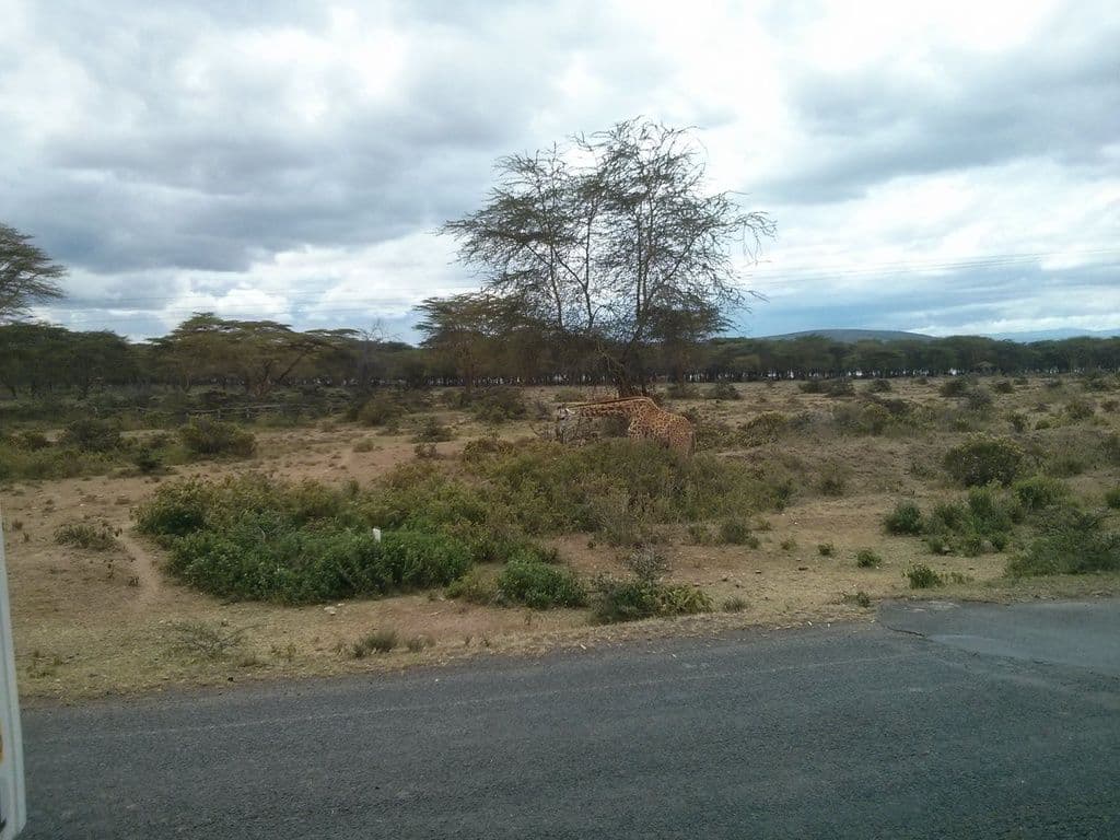 Street view near Twinspot Guest House, Naivasha — © janvanbekkum (CC BY-SA · Mapillary)