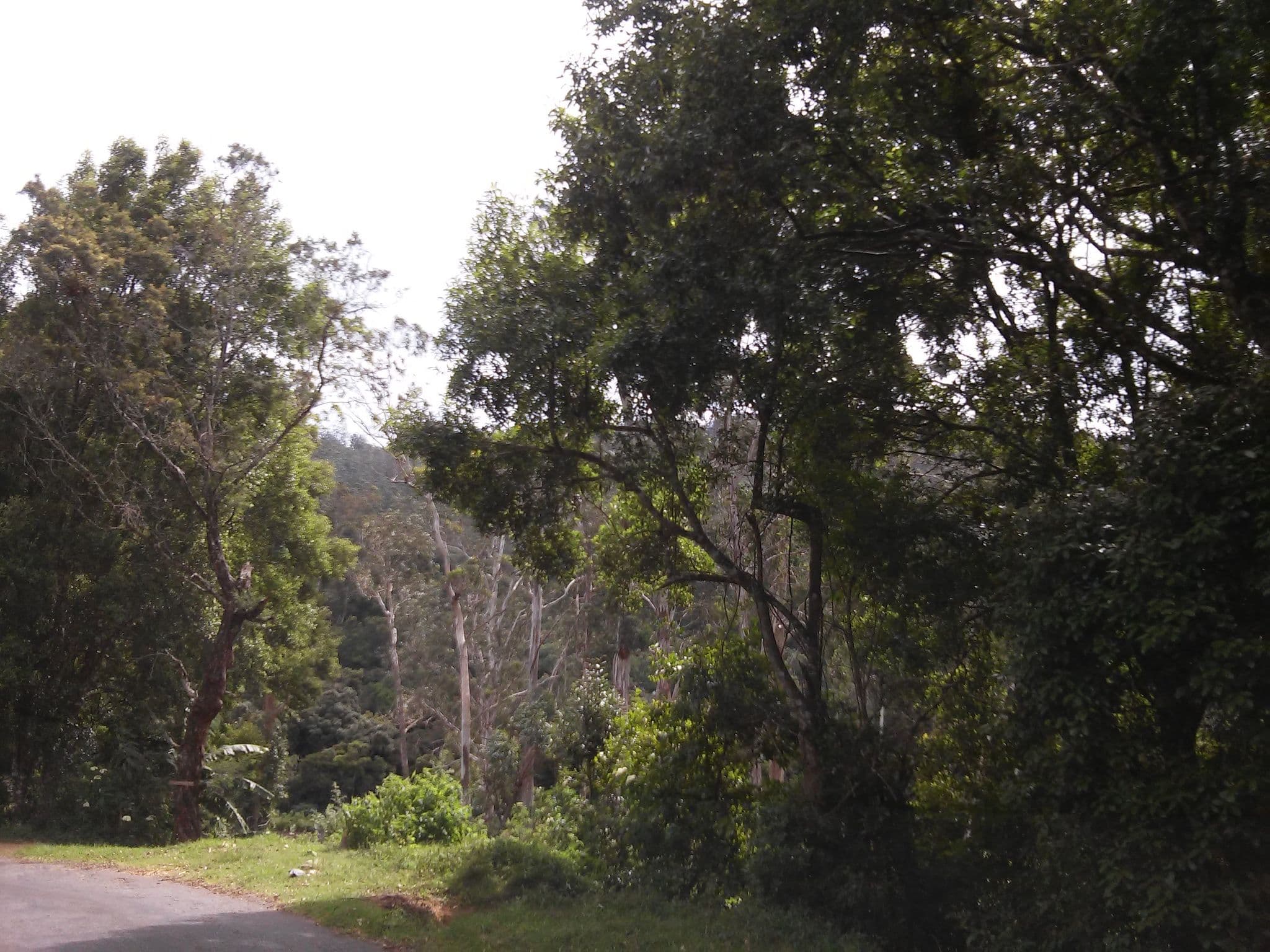 Street view near Blooming Rose home stay, Haputale — © shravan91 (CC BY-SA · Mapillary)