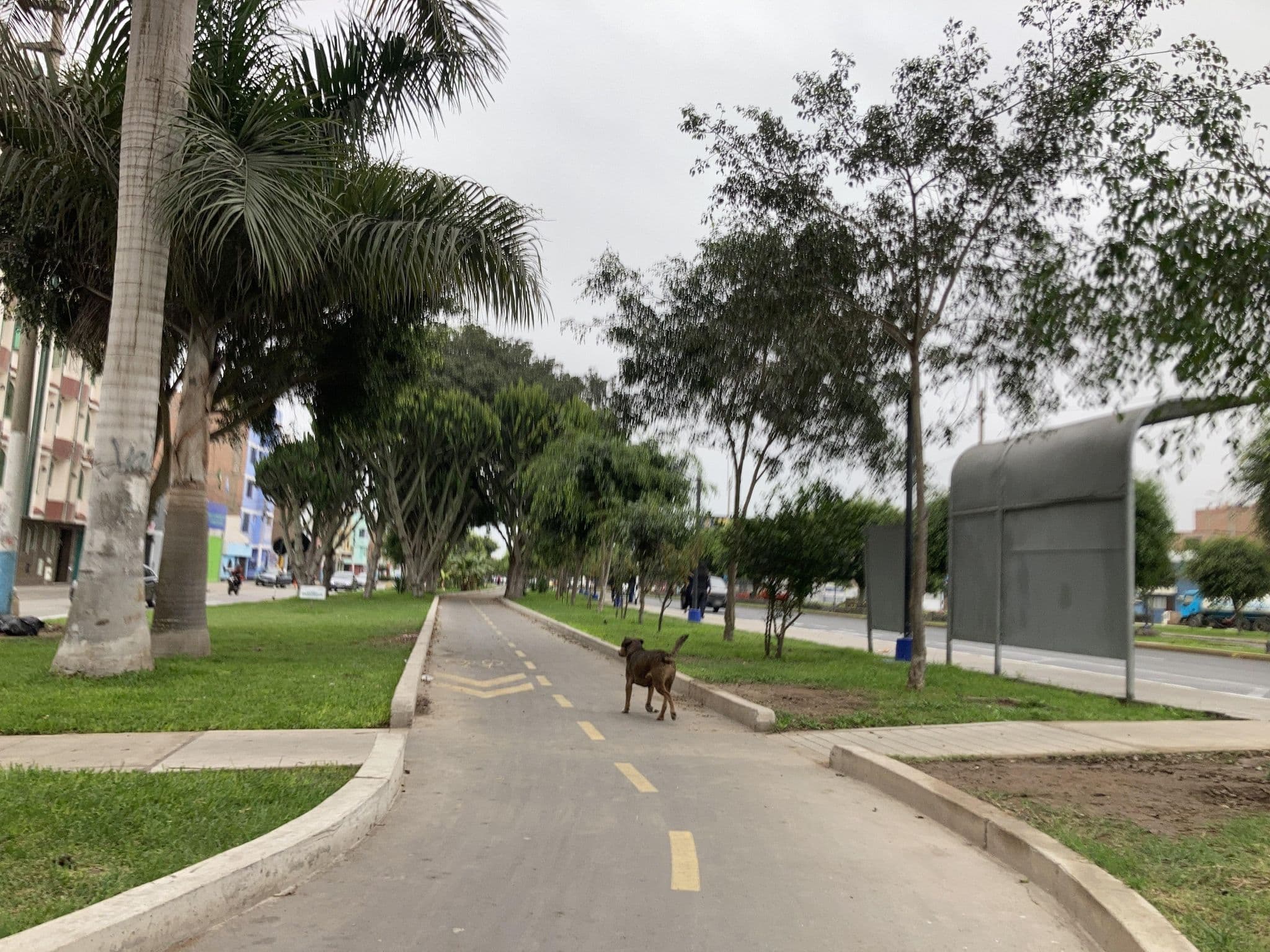 Street view near Hostal Los Cerezos, Carmen De La Legua Reynoso — © JavierFlores0411 (CC BY-SA · Mapillary)