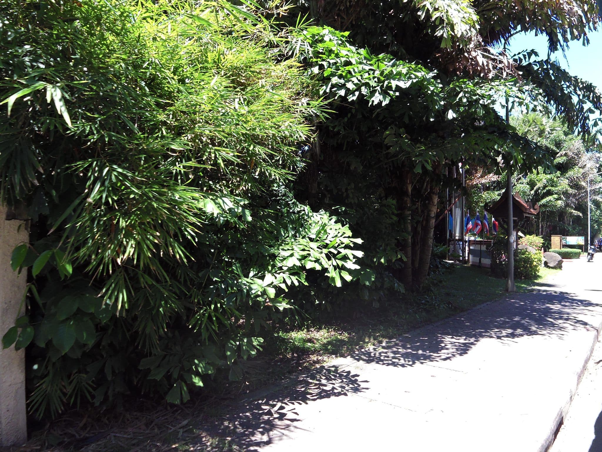 Street view near Sugar Ohana, Ban Kata