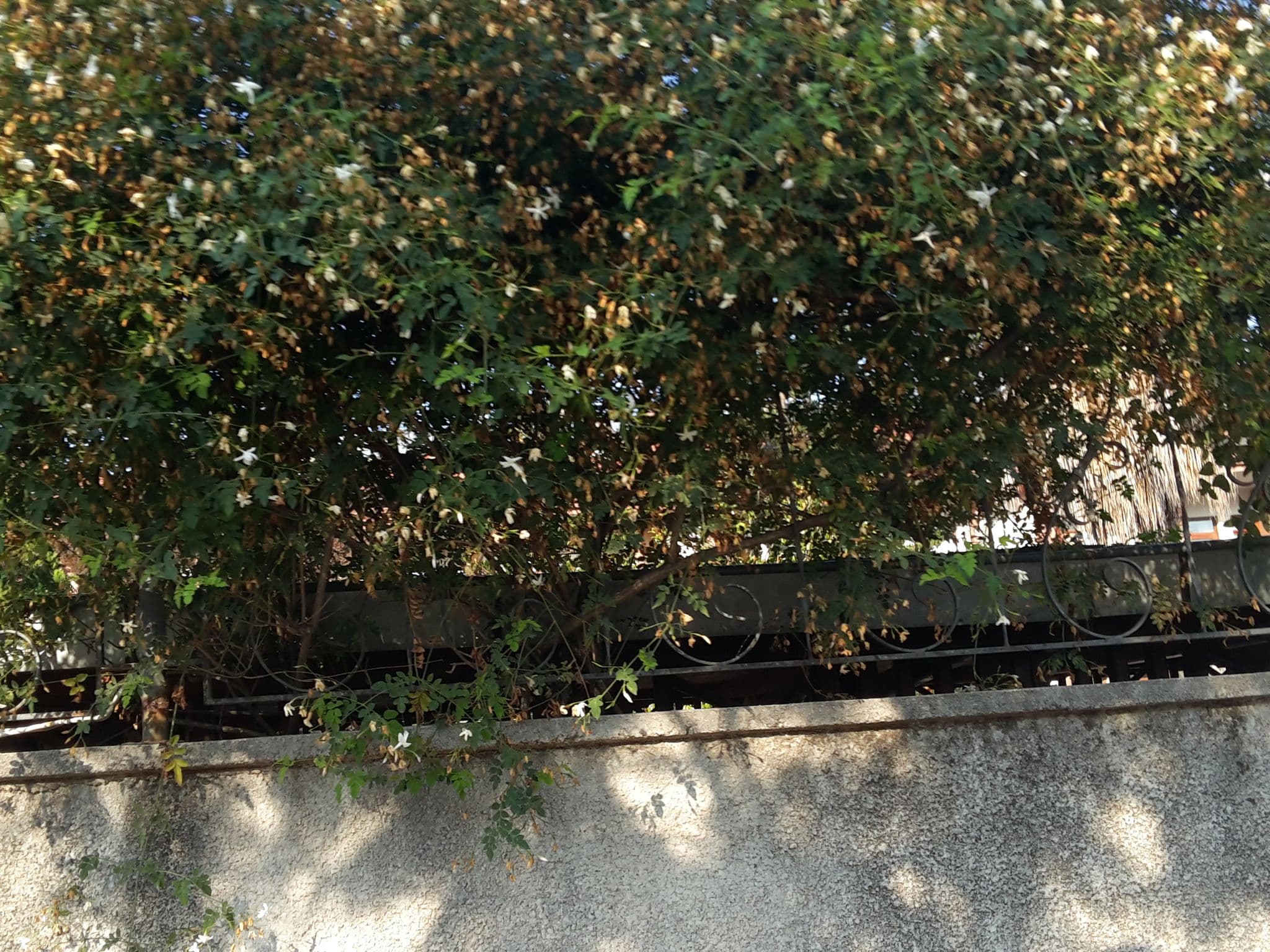 Street view near Rose, Kemer — © bigmap (CC BY-SA · Mapillary)