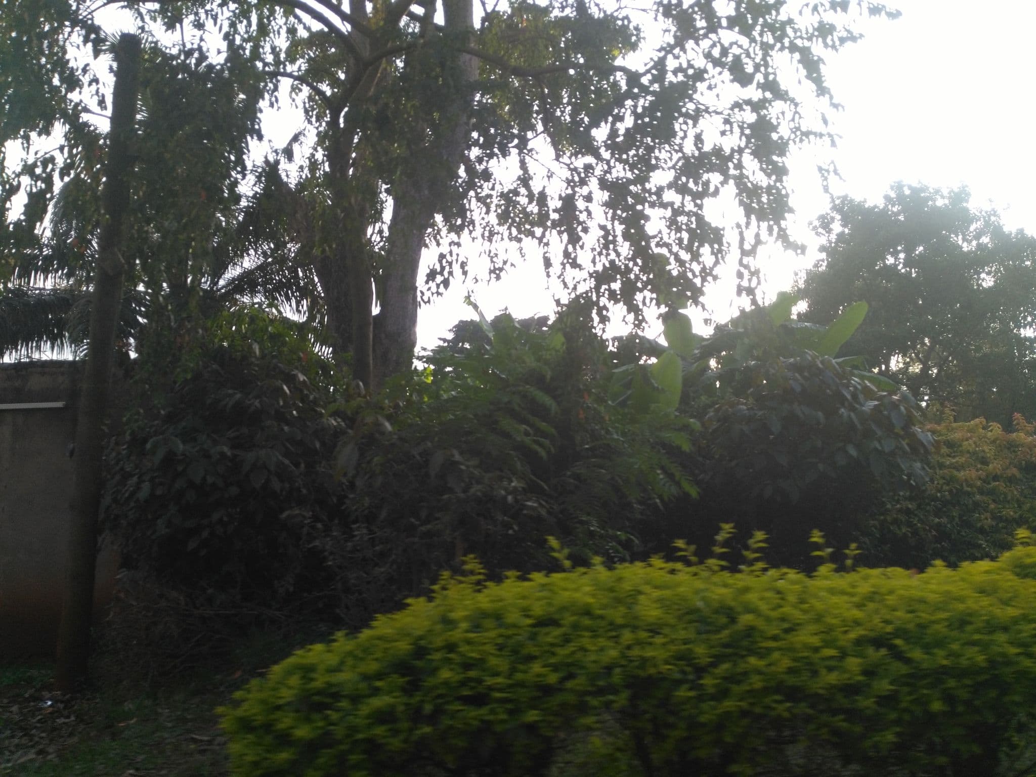 Street view near Arise Africa Guest House, Jinja — © ralebipim (CC BY-SA · Mapillary)