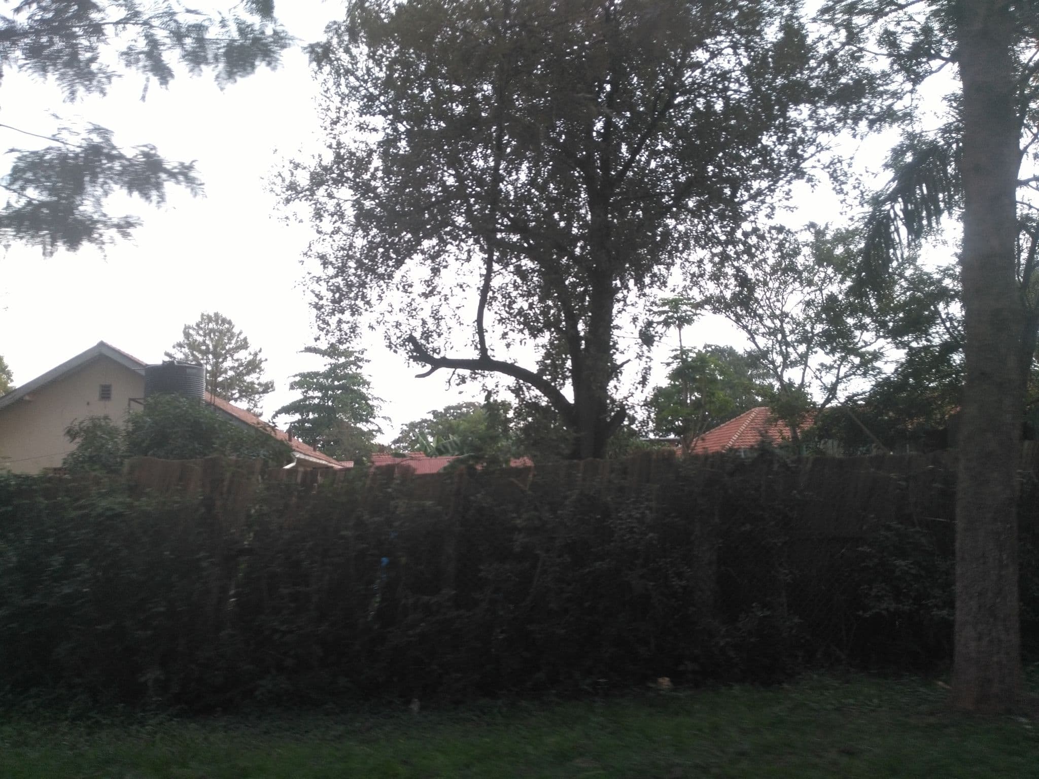 Street view near Ultimate Basecamp Jinja, Jinja — © ralebipim (CC BY-SA · Mapillary)