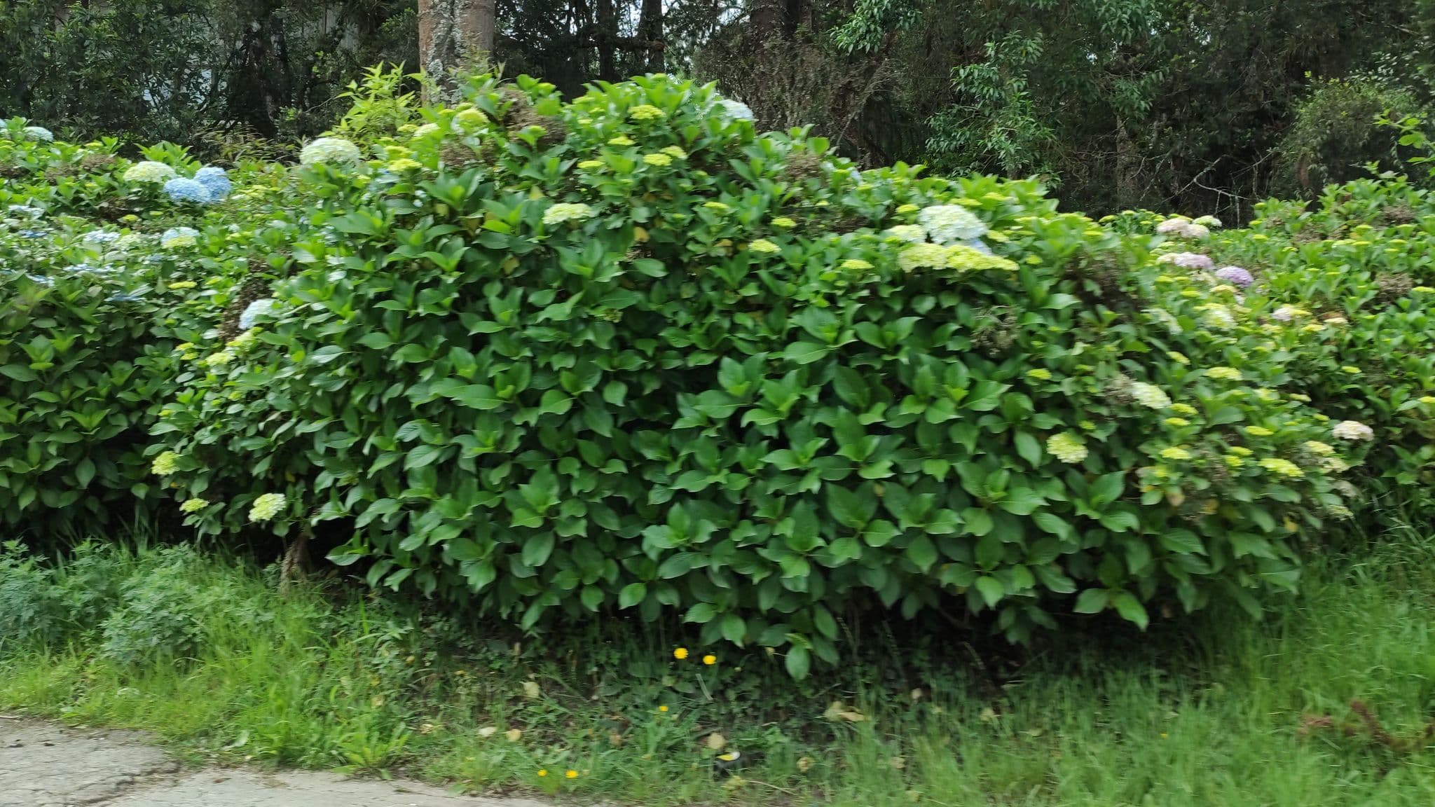 Street view near Hotel Villa Regina, Campos do Jordão — © nathancruz77 (CC BY-SA · Mapillary)