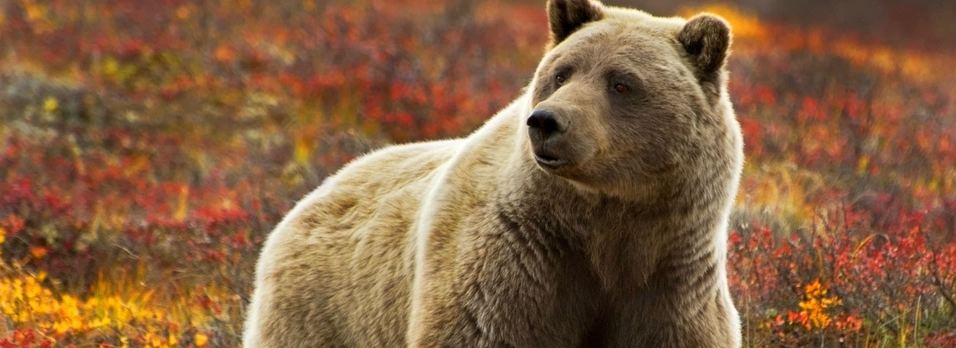Denali Grizzly Bear Resort, Healy