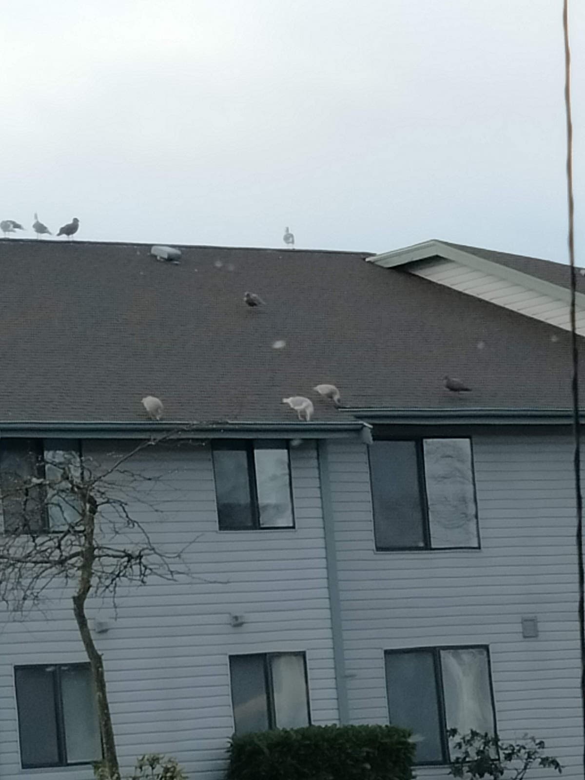 Bayside Inn, Motel in Anacortes