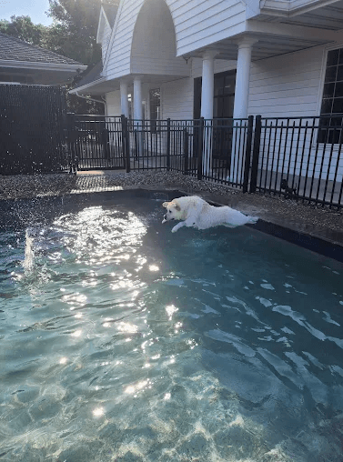 Williamsburg Pet Hotel & Suites, Hotel in Town and Country