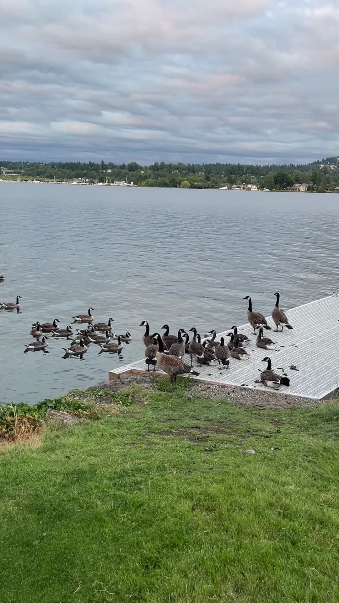 Duck-In B & B, Bed & Breakfast in Mercer Island