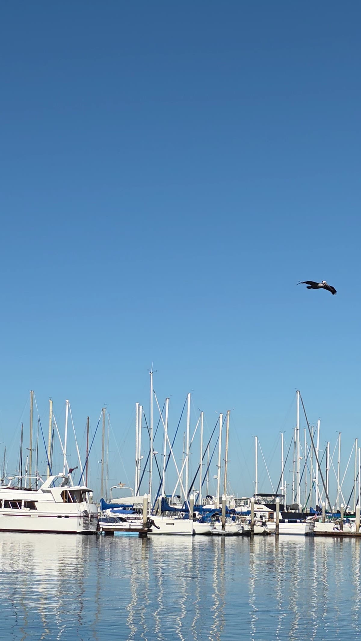 Fiddlers Cove, Campsite in Coronado