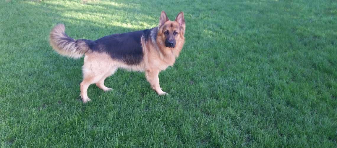 Chalet Kennels, Abridge