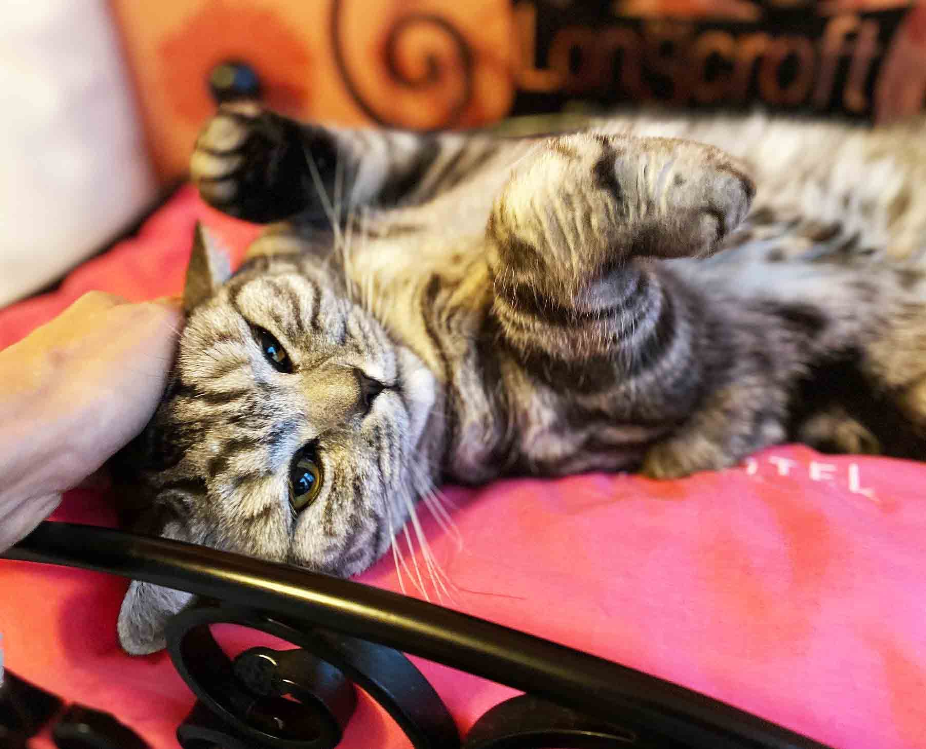 Longcroft Luxury Cat Hotel Bursledon / Hampshire, Bursledon