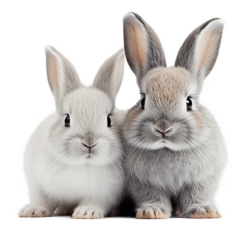 Hug a bunny hotel & Piggie Paradise, Camberley