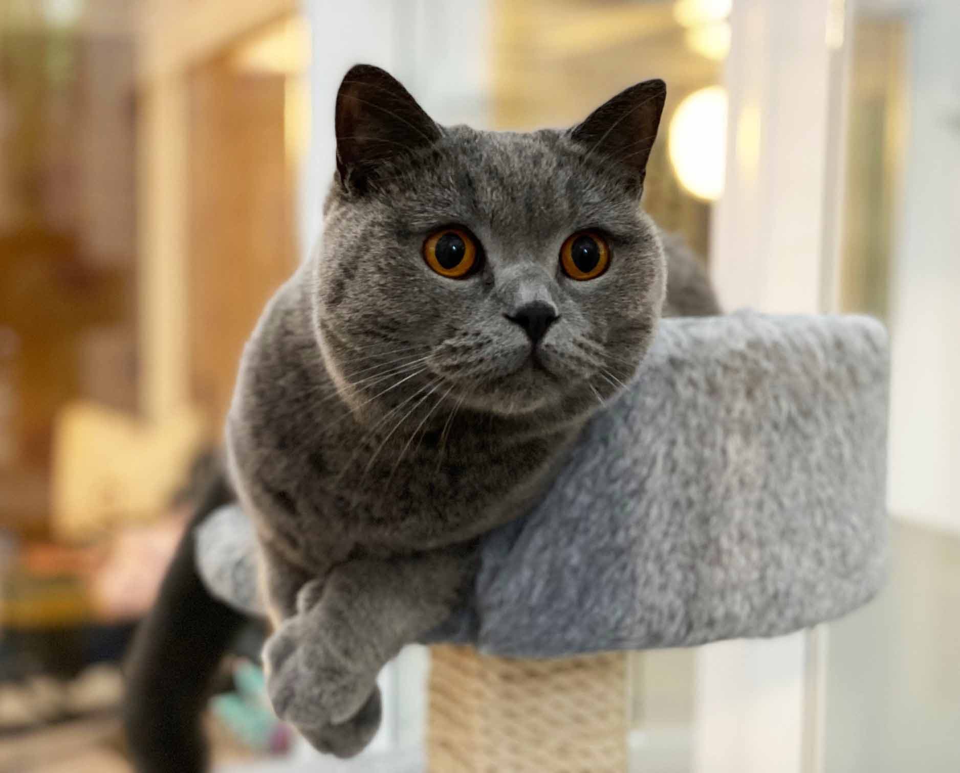 Longcroft Luxury Cat Hotel Kenley, Kenley