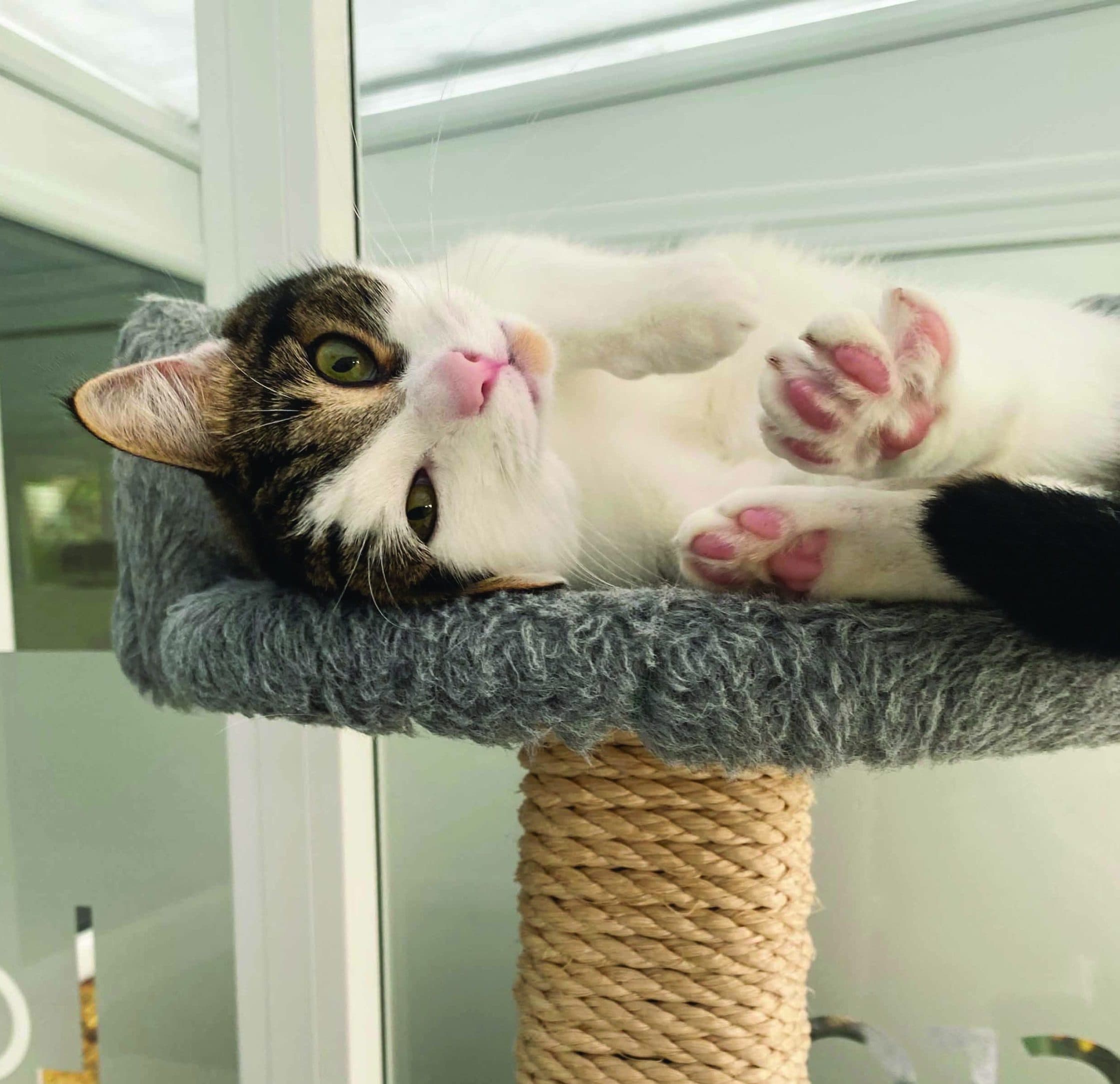 Longcroft Luxury Cat Hotel Norbury, Norbury