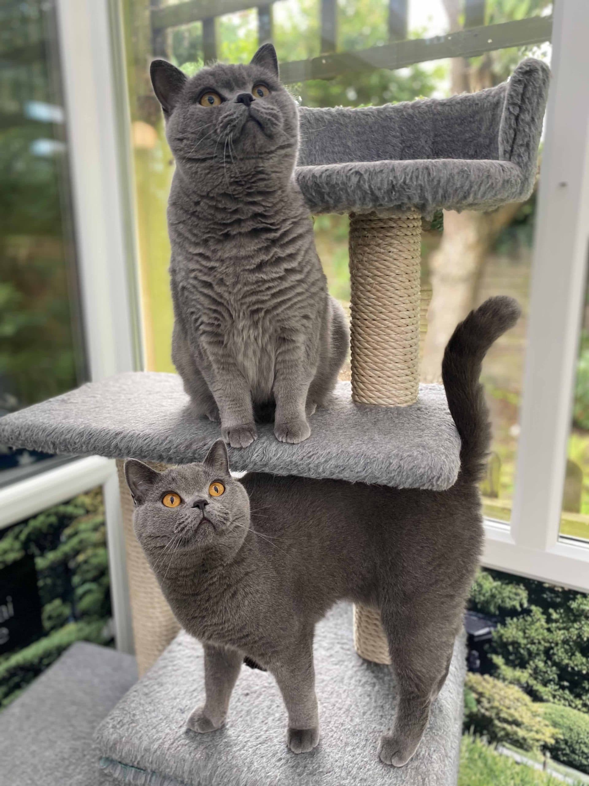 Longcroft Luxury Cat Hotel Romsey, Hampshire, East Dean