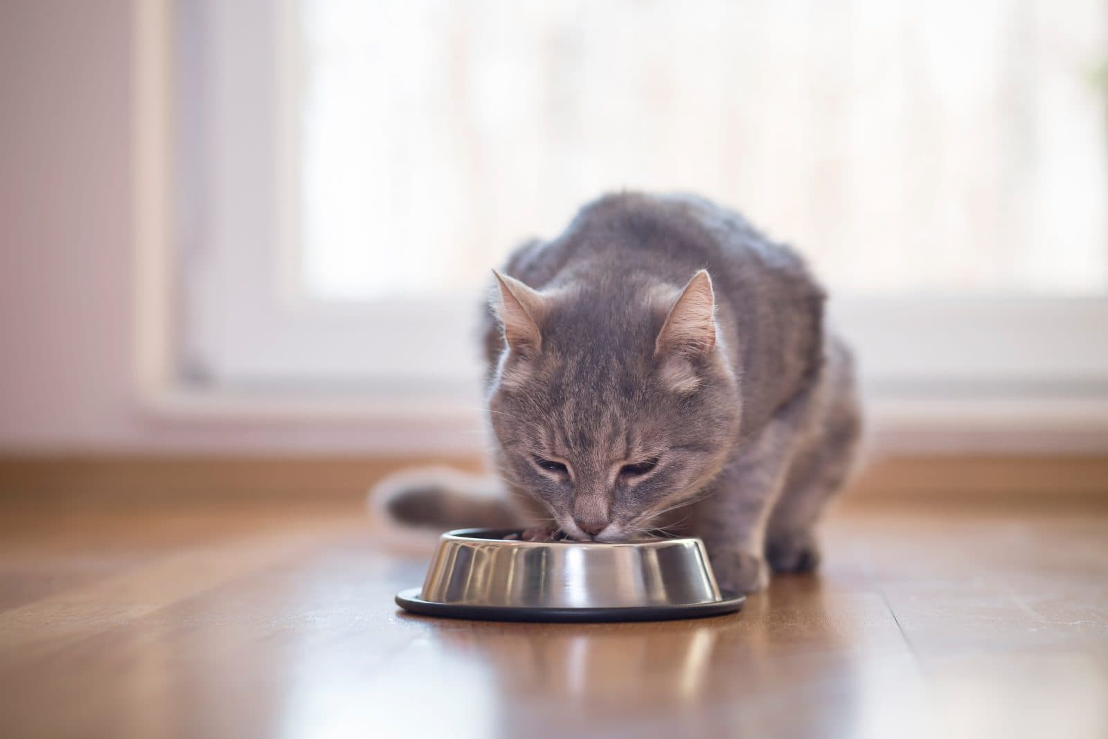Feline Fine Luxury Cat Hotel, Fair Oak